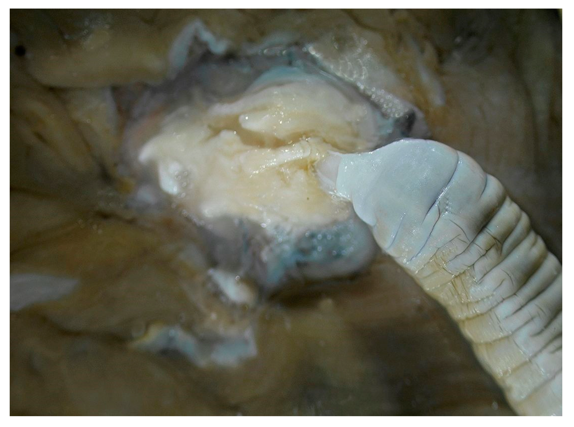 Animals 14 00932 g004