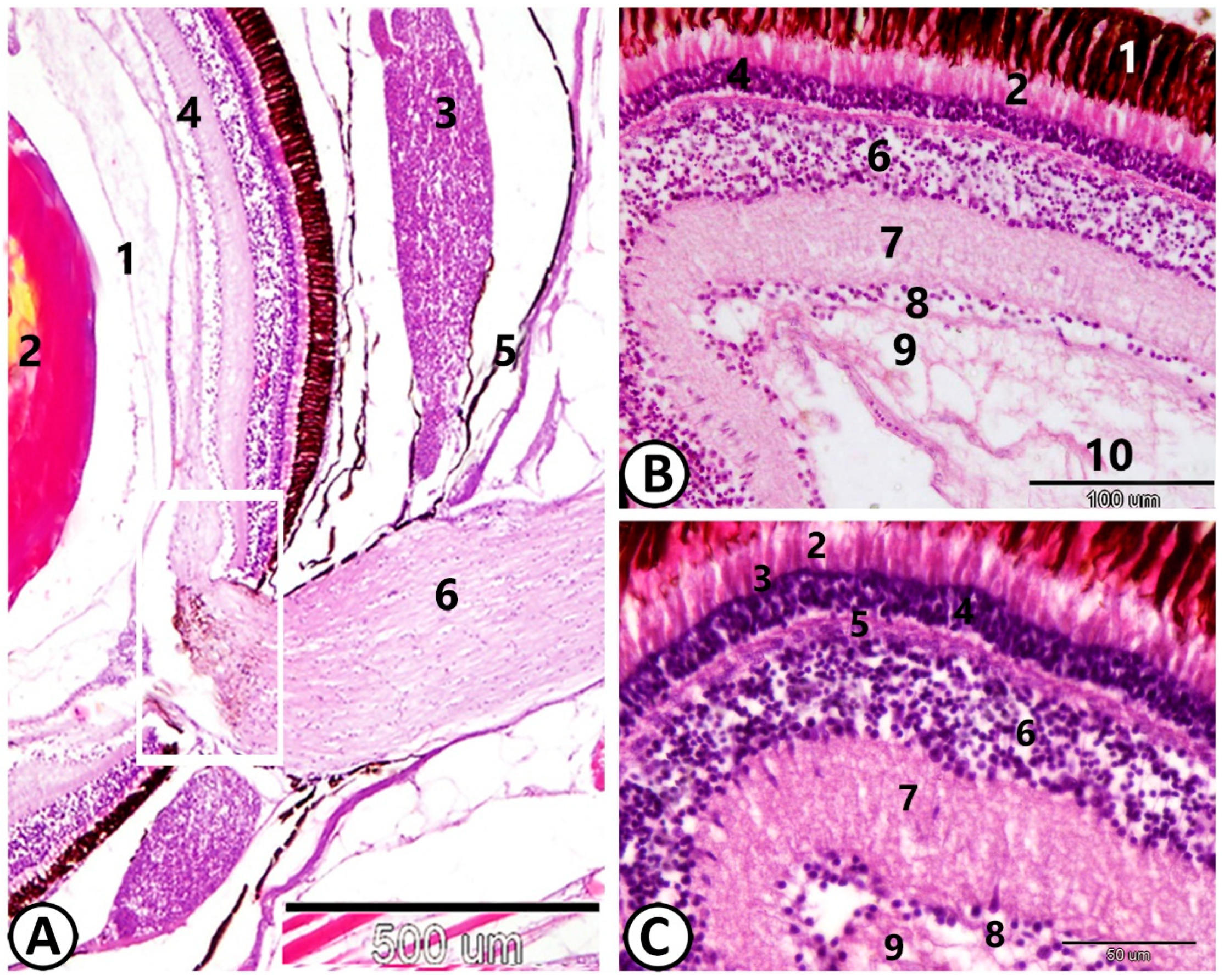 Animals 14 00939 g001