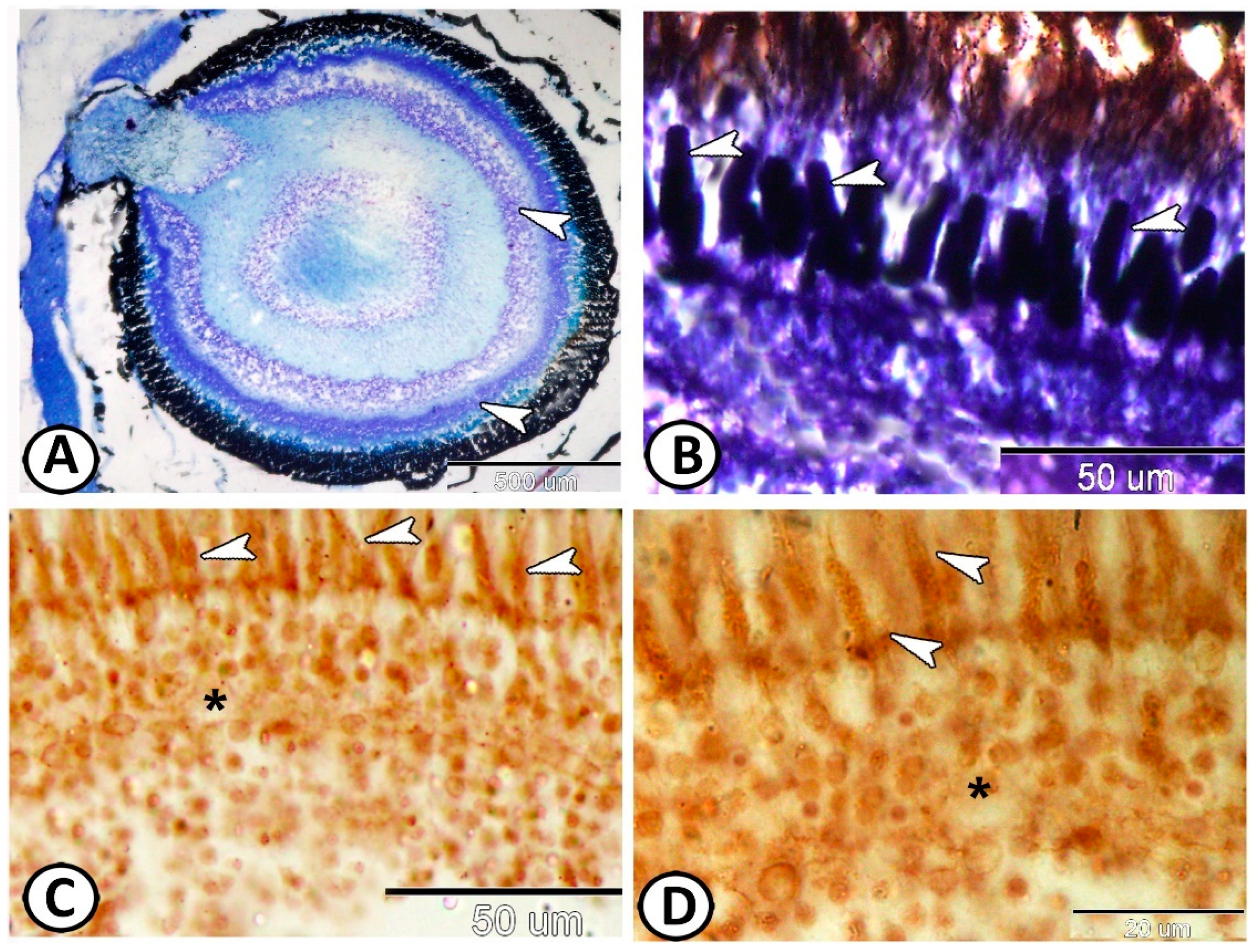 Animals 14 00939 g002