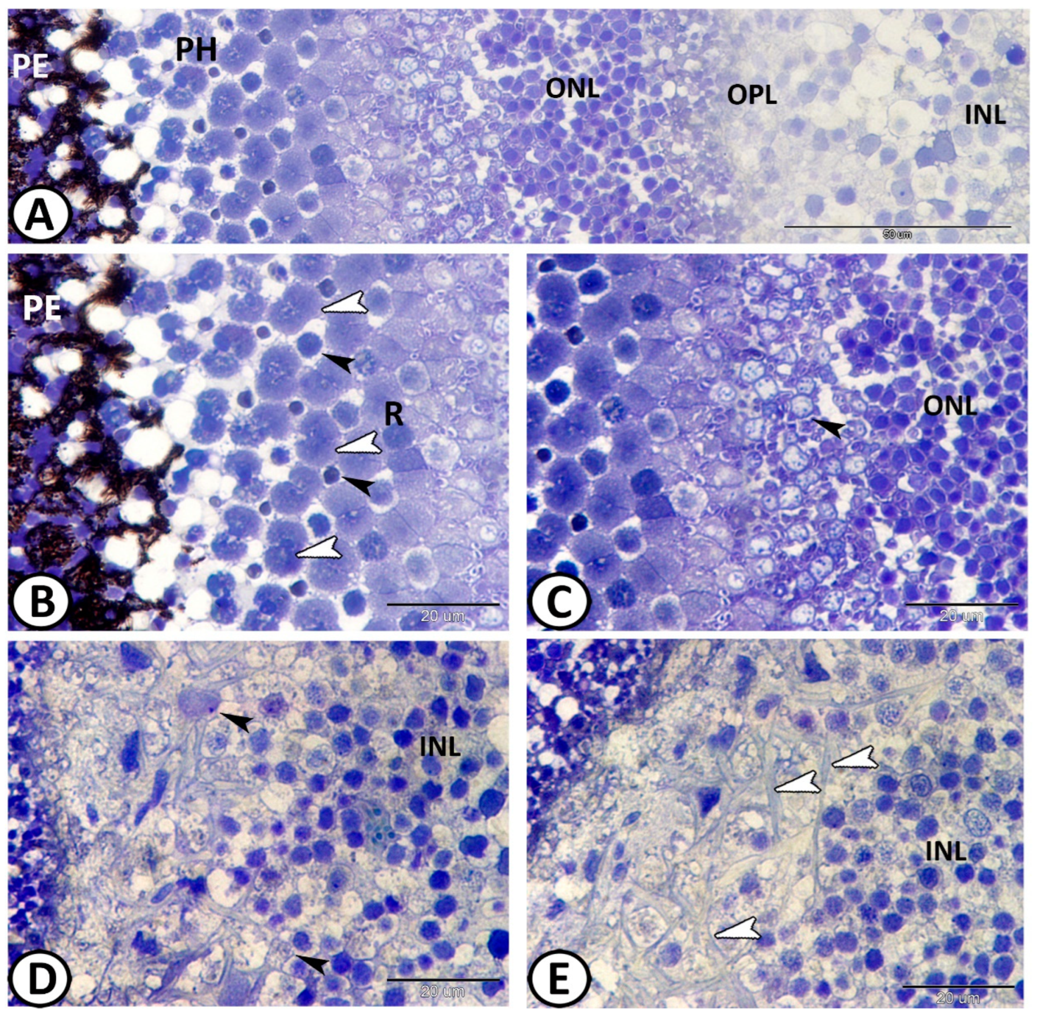 Animals 14 00939 g003