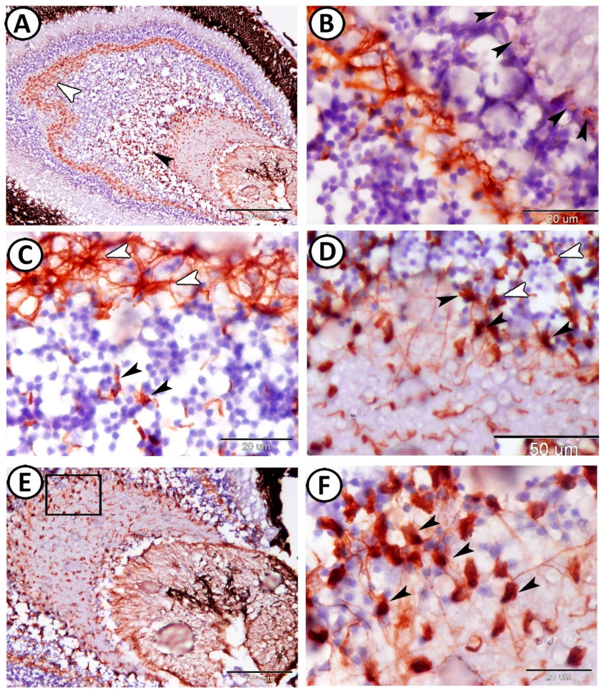 Animals 14 00939 g005