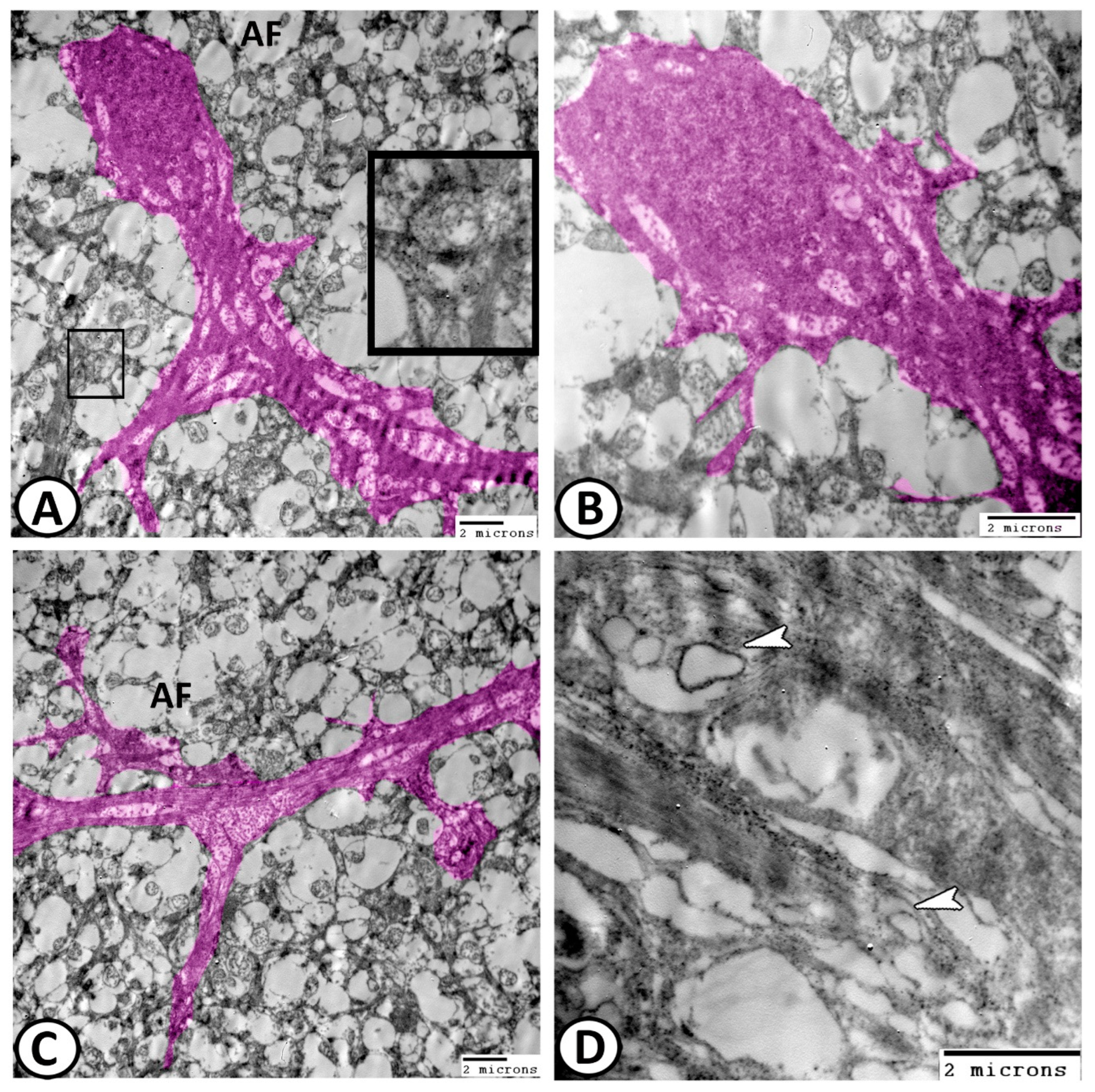 Animals 14 00939 g011