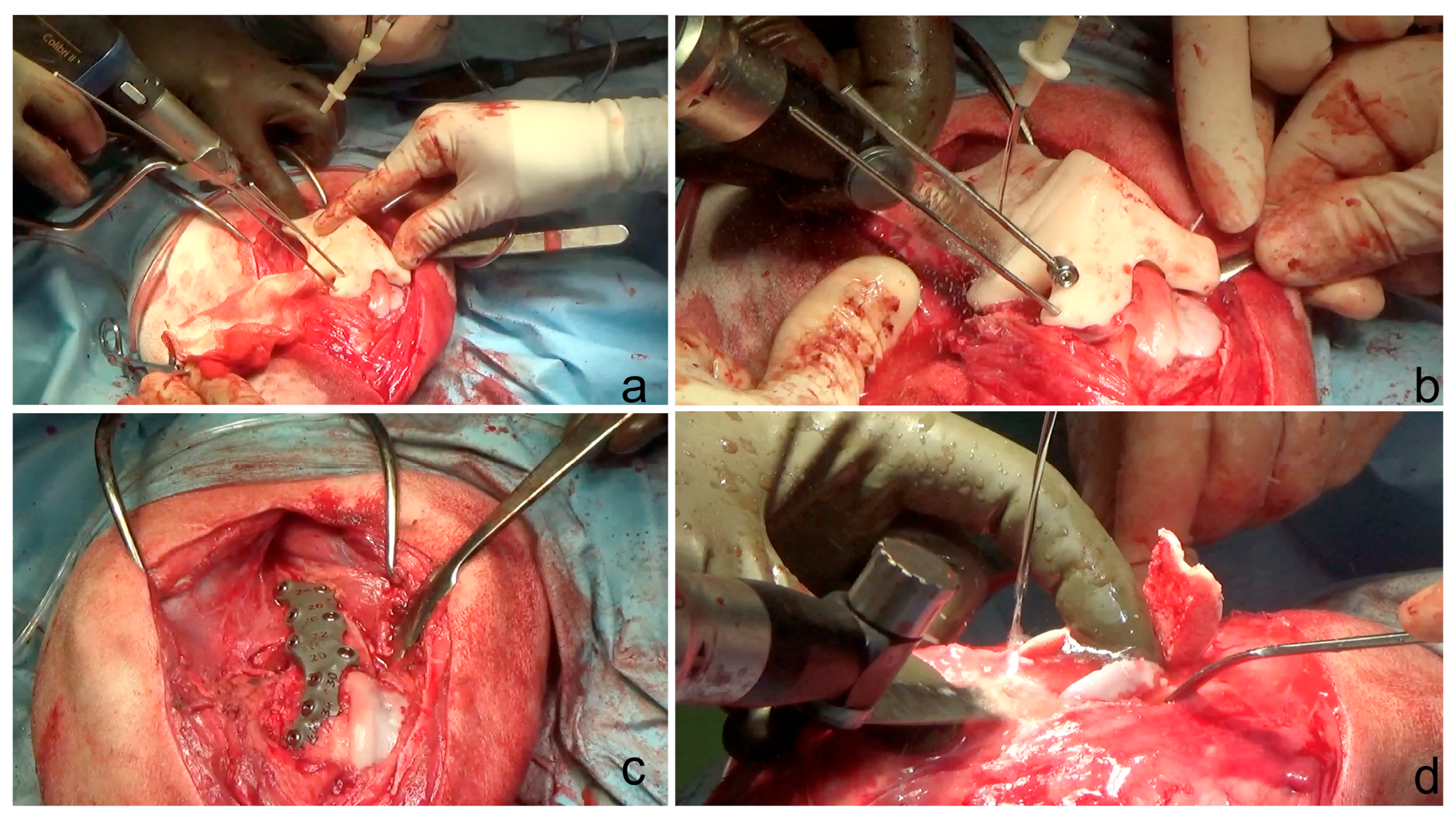 Animals 14 00951 g004