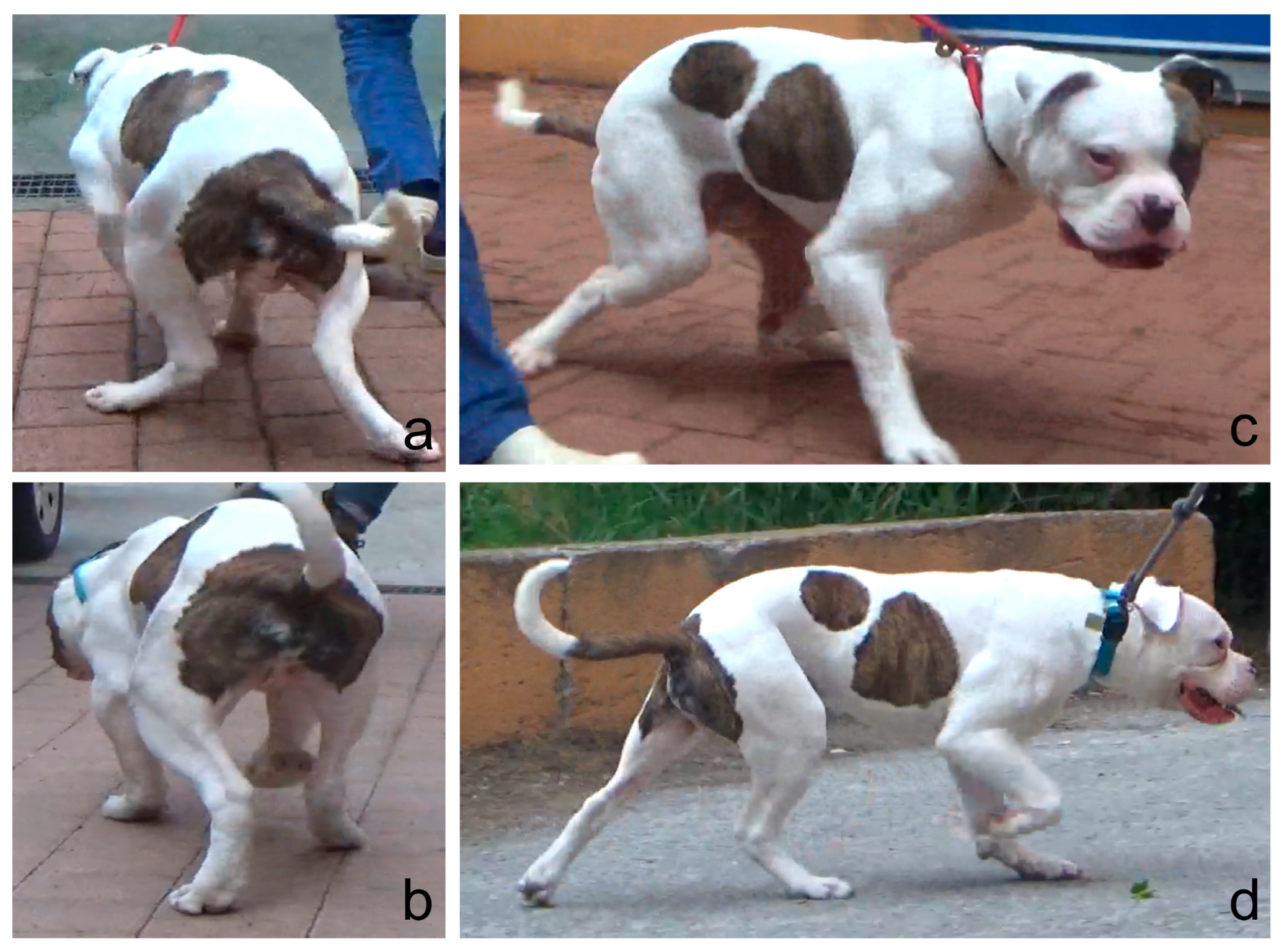 Animals 14 00951 g005