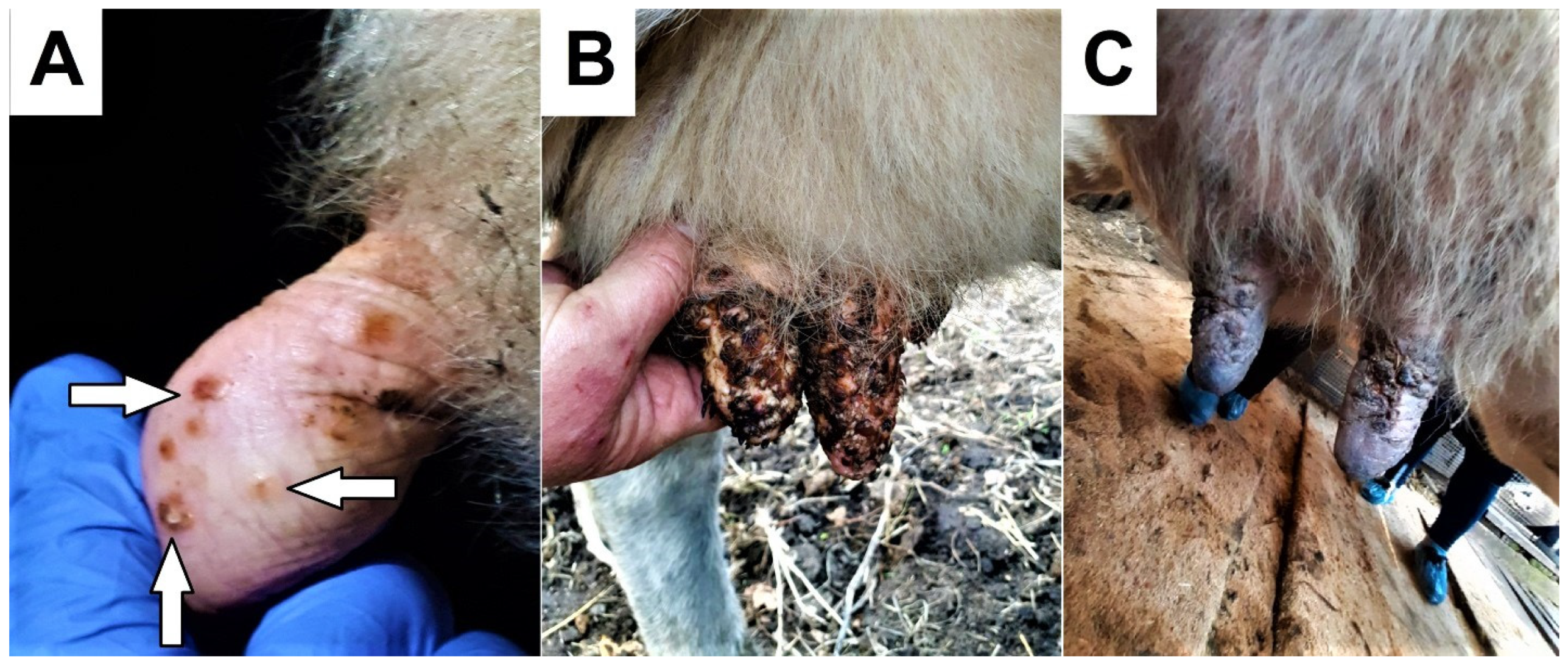 Animals 14 00969 g002