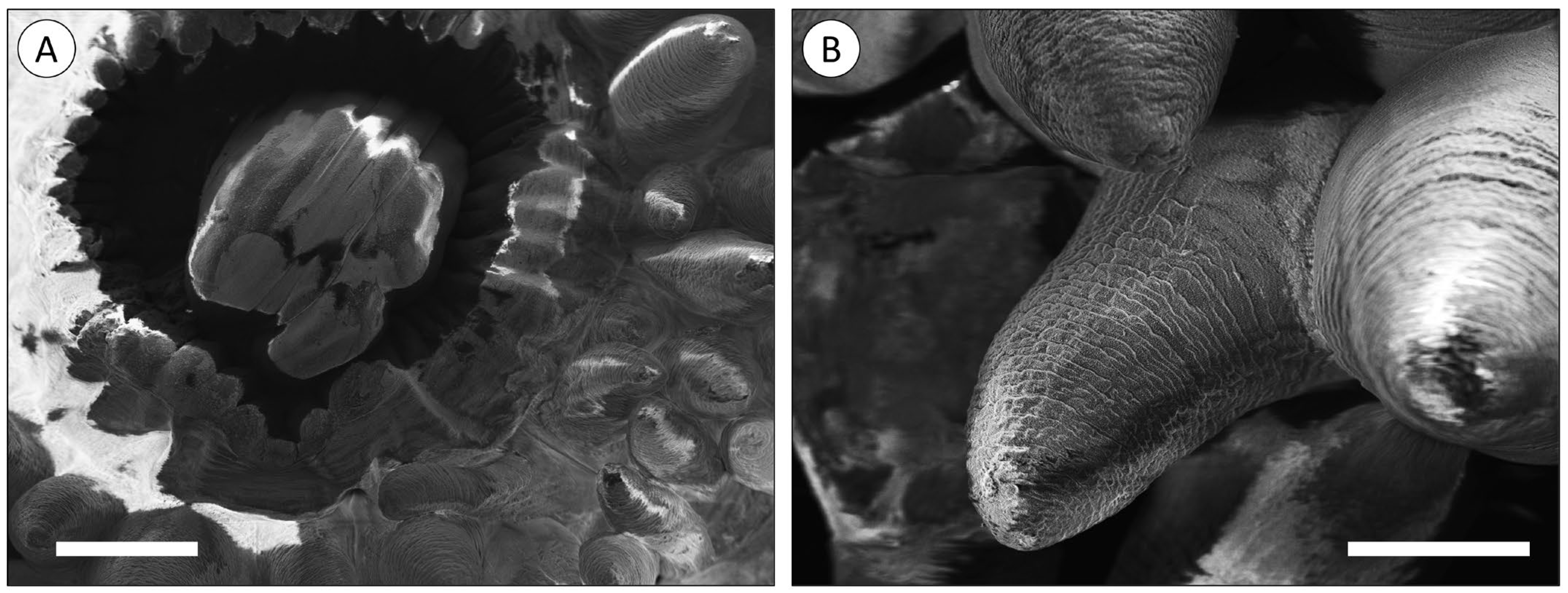 Animals 14 00981 g001