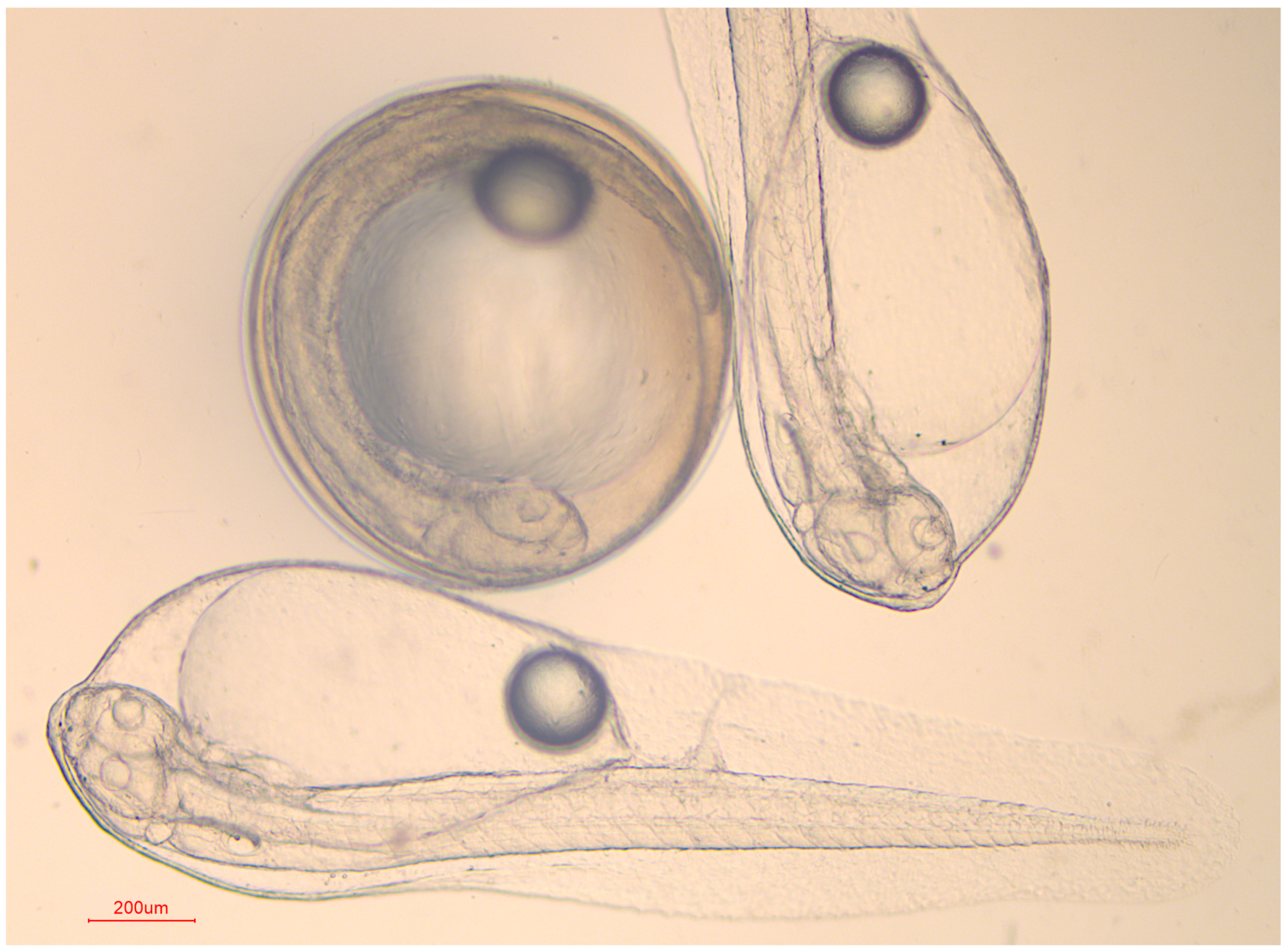 Animals 14 00995 g004 Animals 14 00995 g004