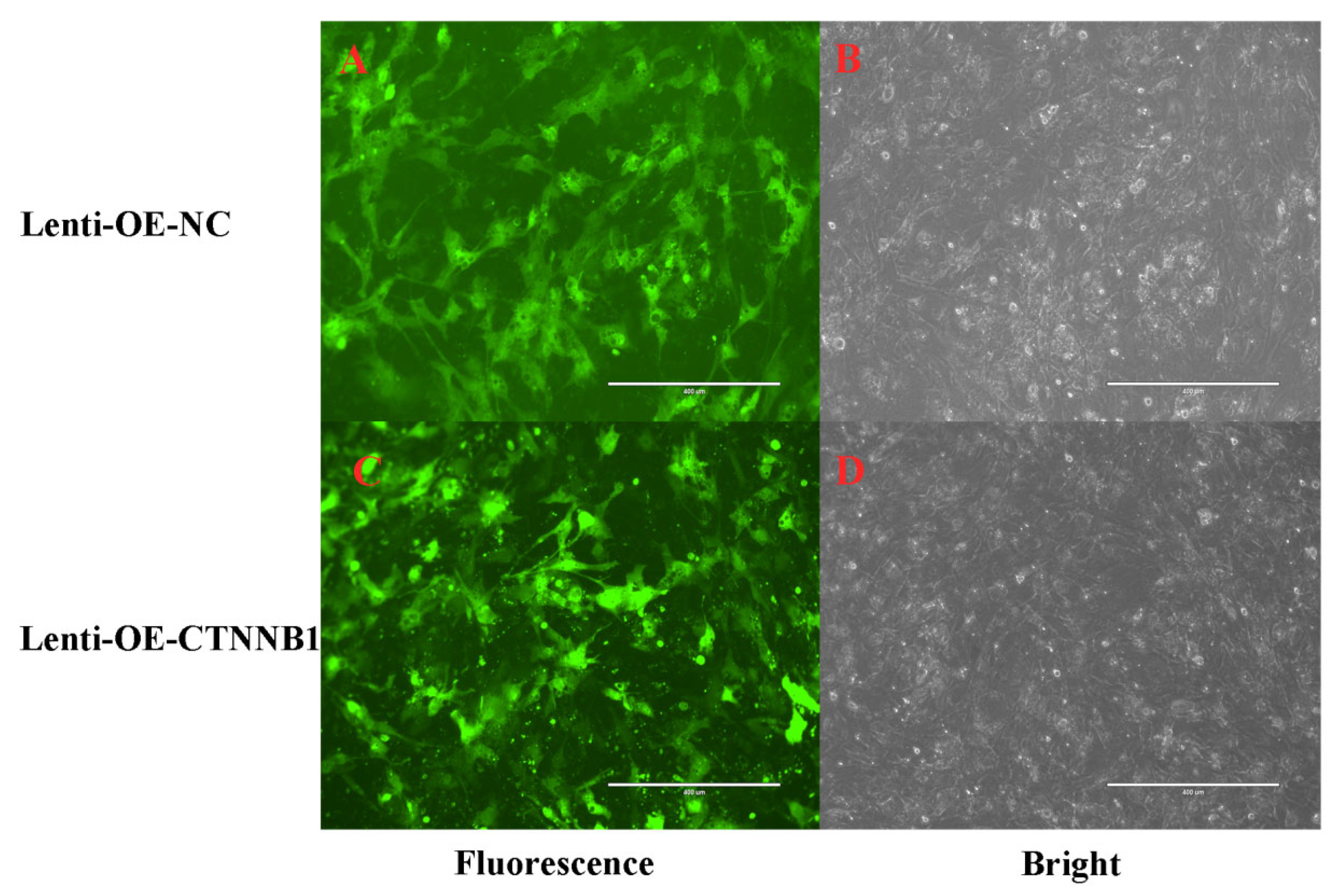 Animals 14 01001 g008 Animals 14 01001 g008