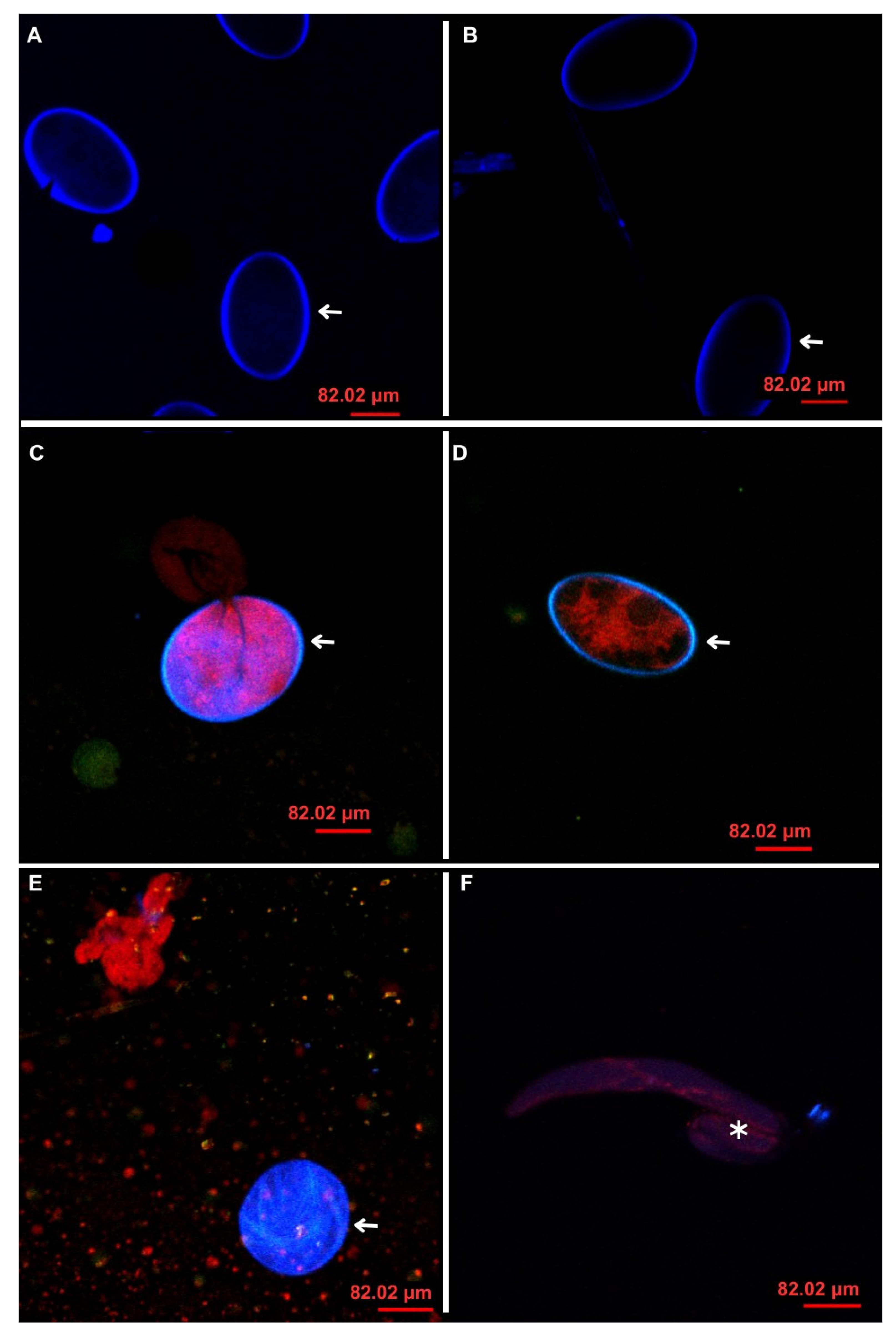 Animals 14 01007 g007