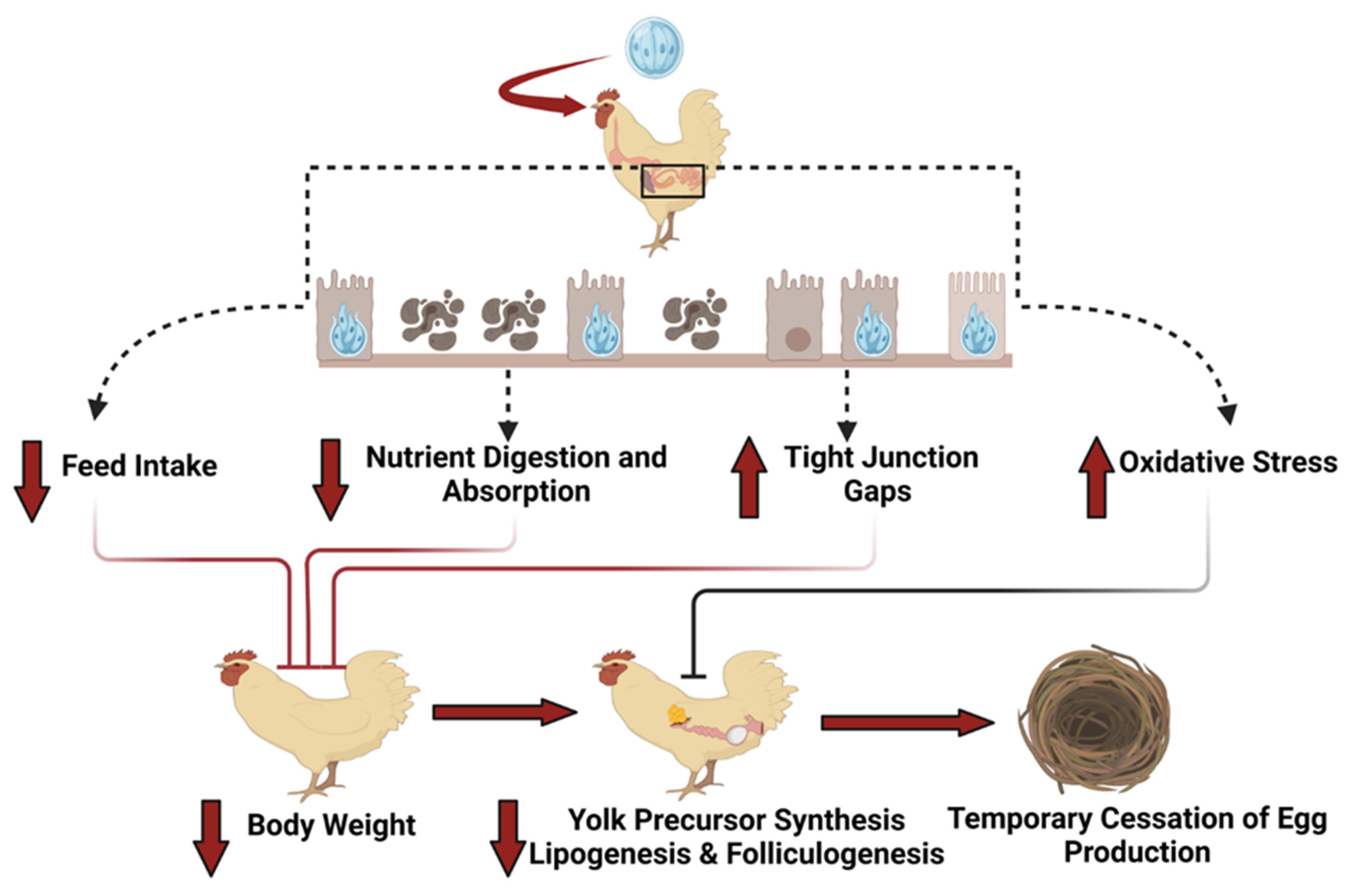 Animals 14 01015 g001 Animals 14 01015 g001