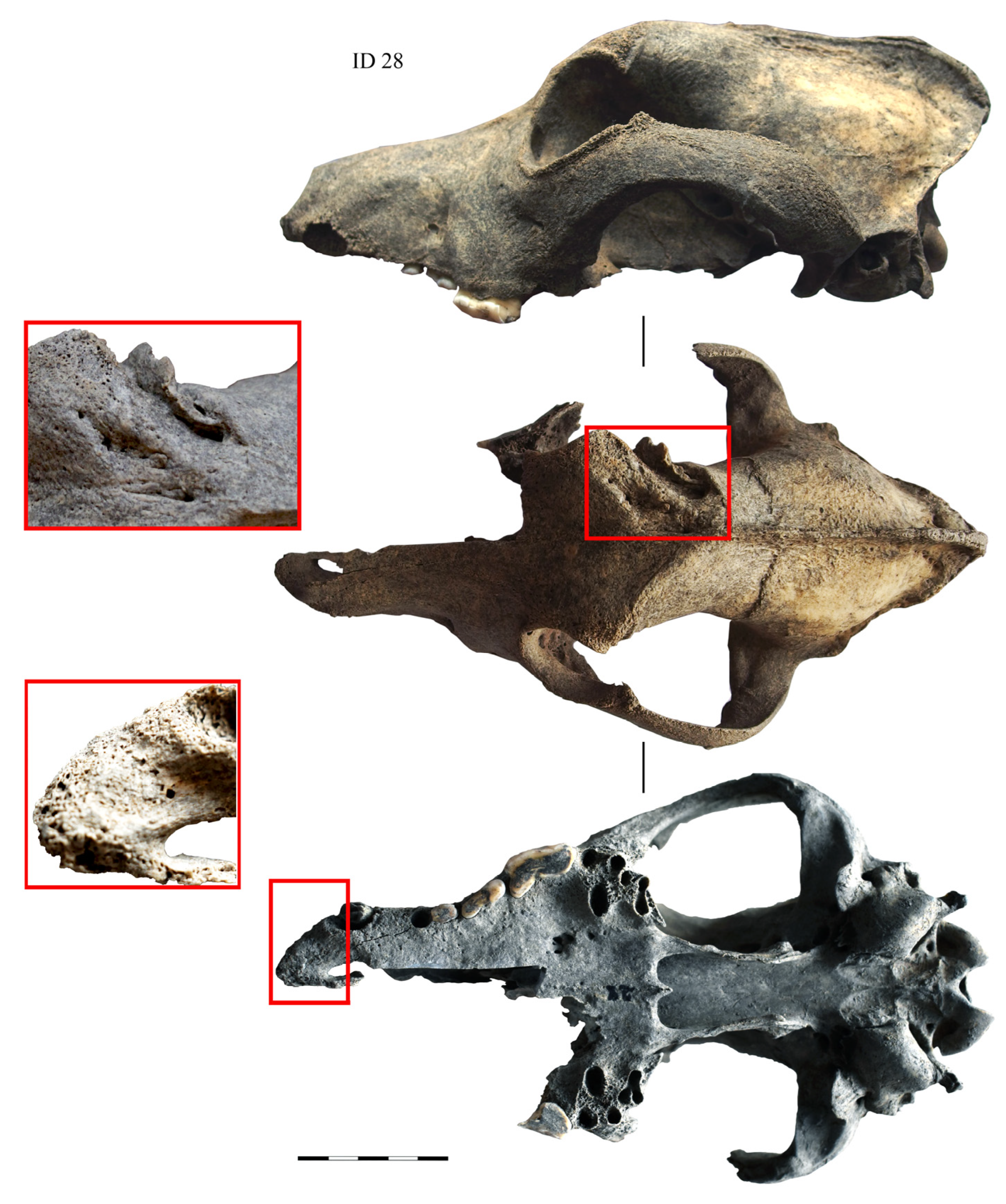 Animals 14 01023 g005