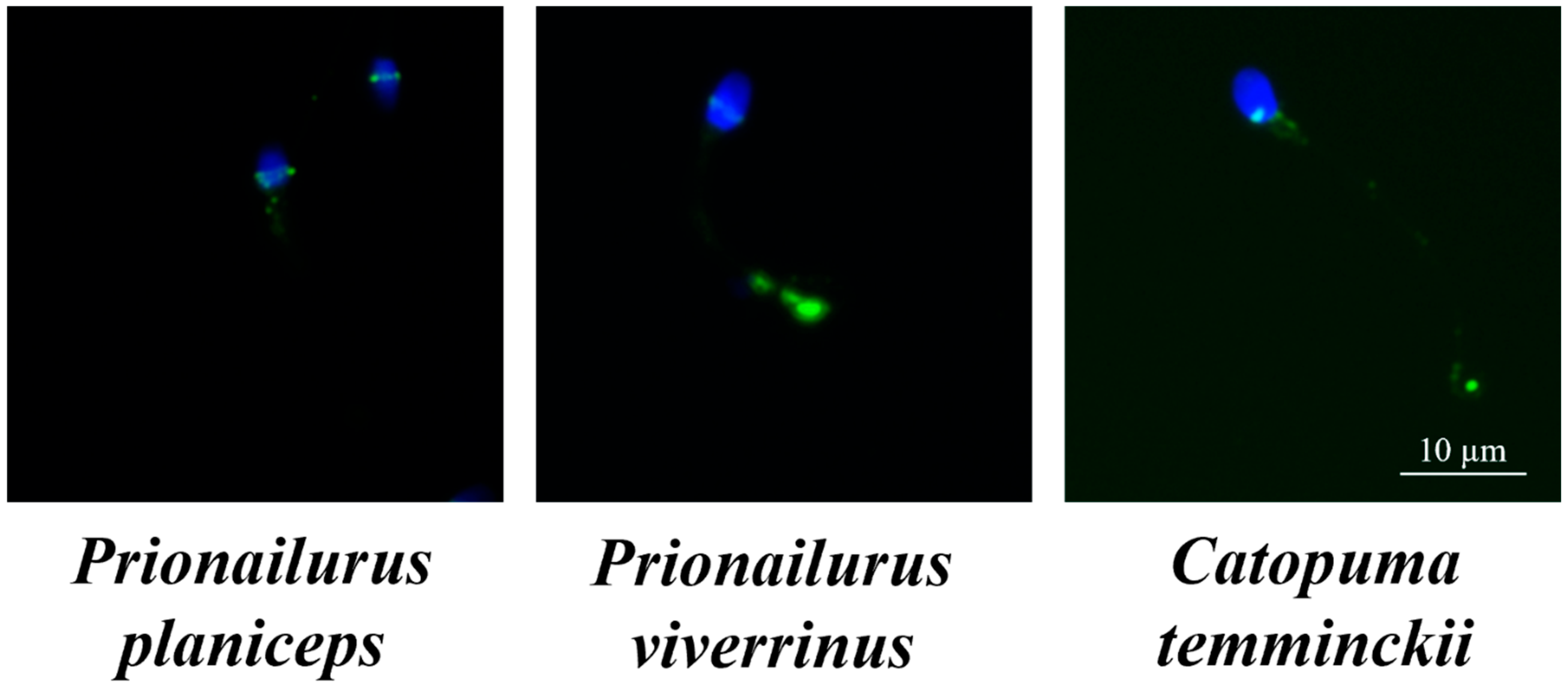 Animals 14 01027 g007 Animals 14 01027 g007