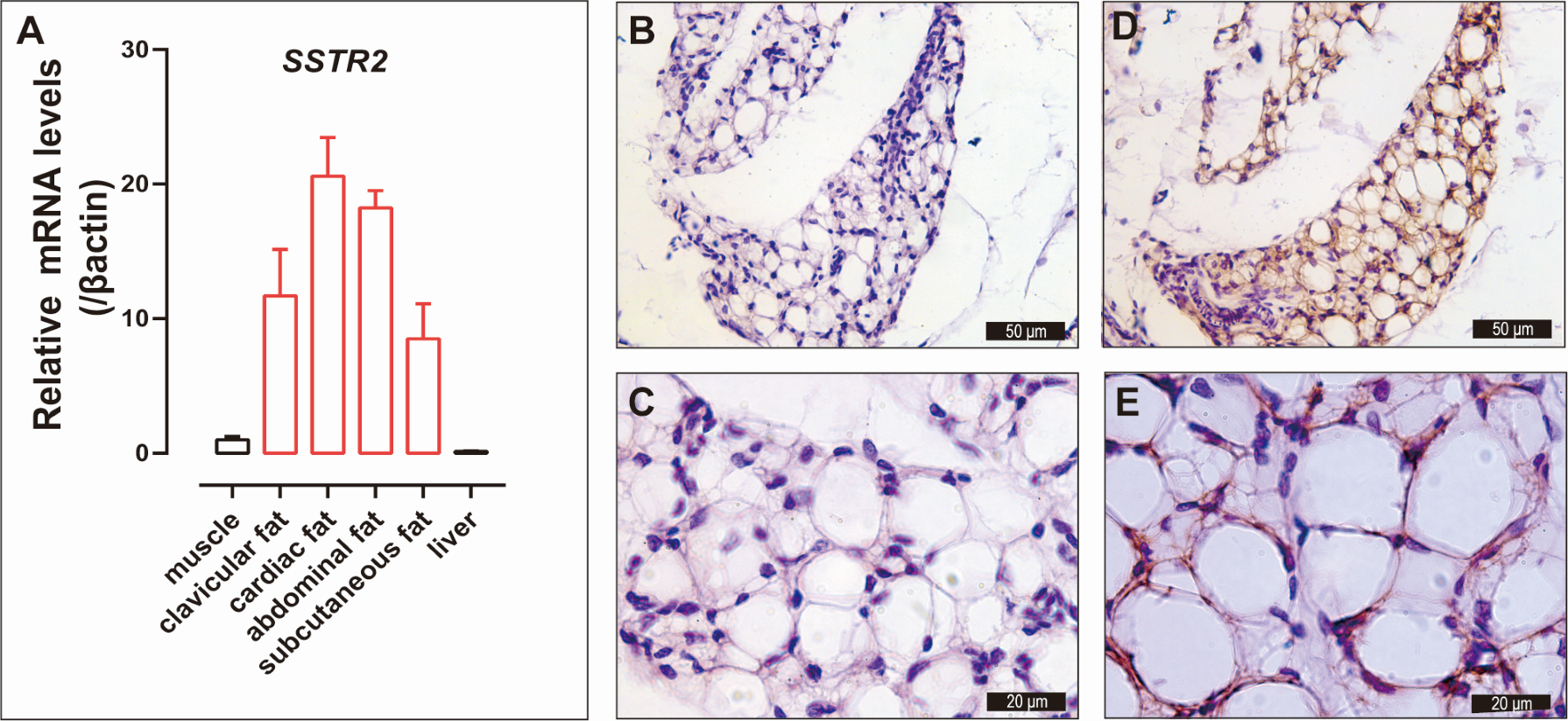 Animals 14 01034 g002