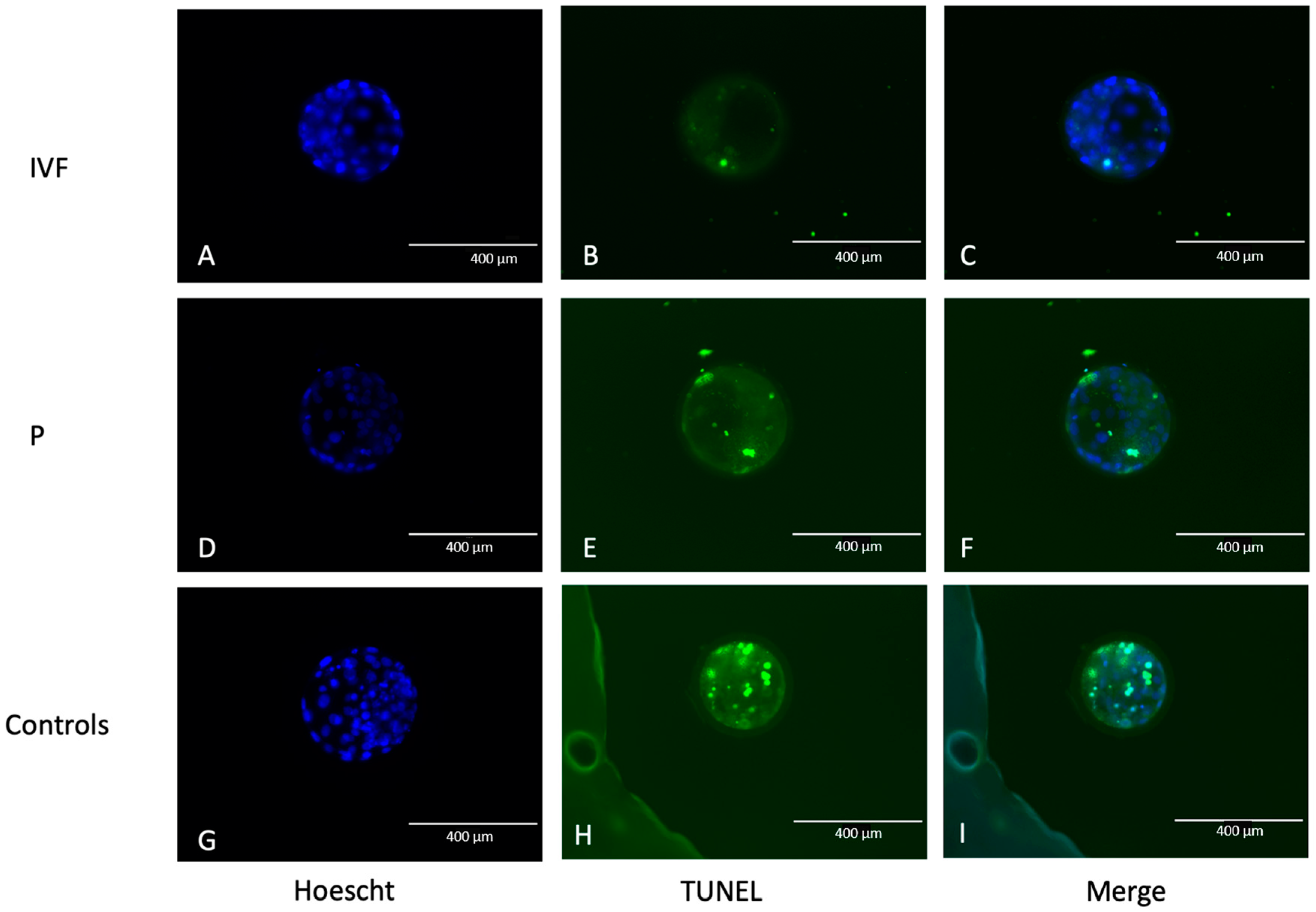 Animals 14 01041 g001