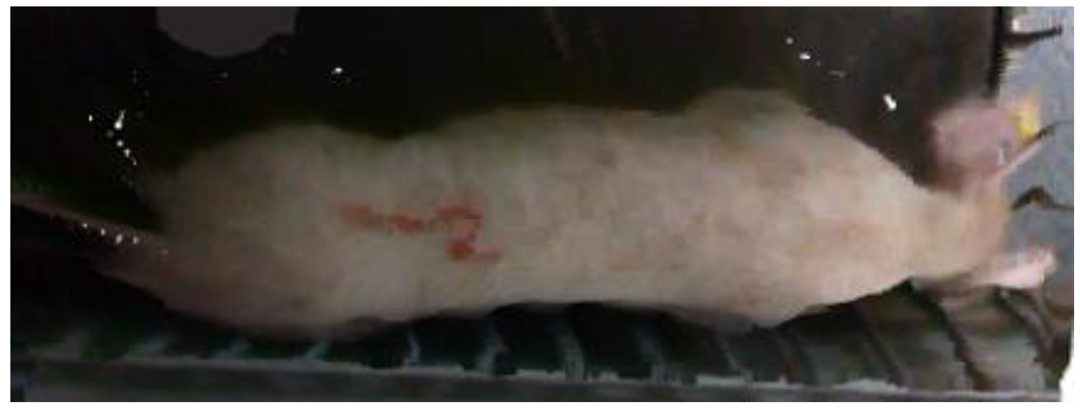 Animals 14 01046 g005