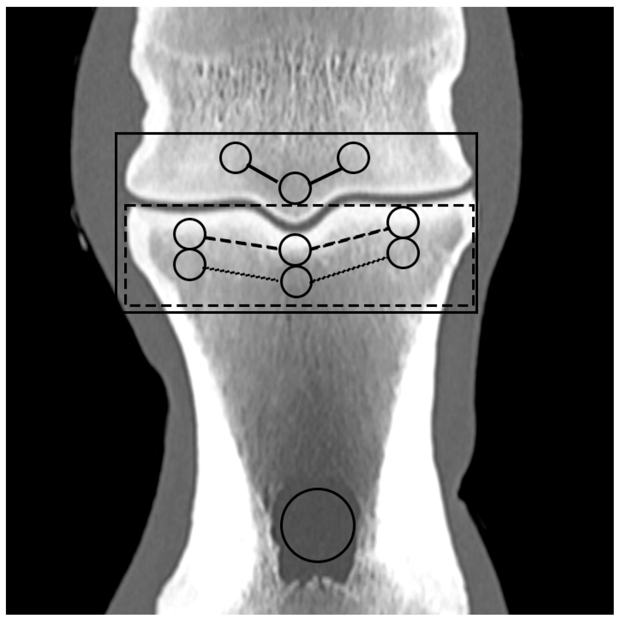 Animals 14 01064 g001