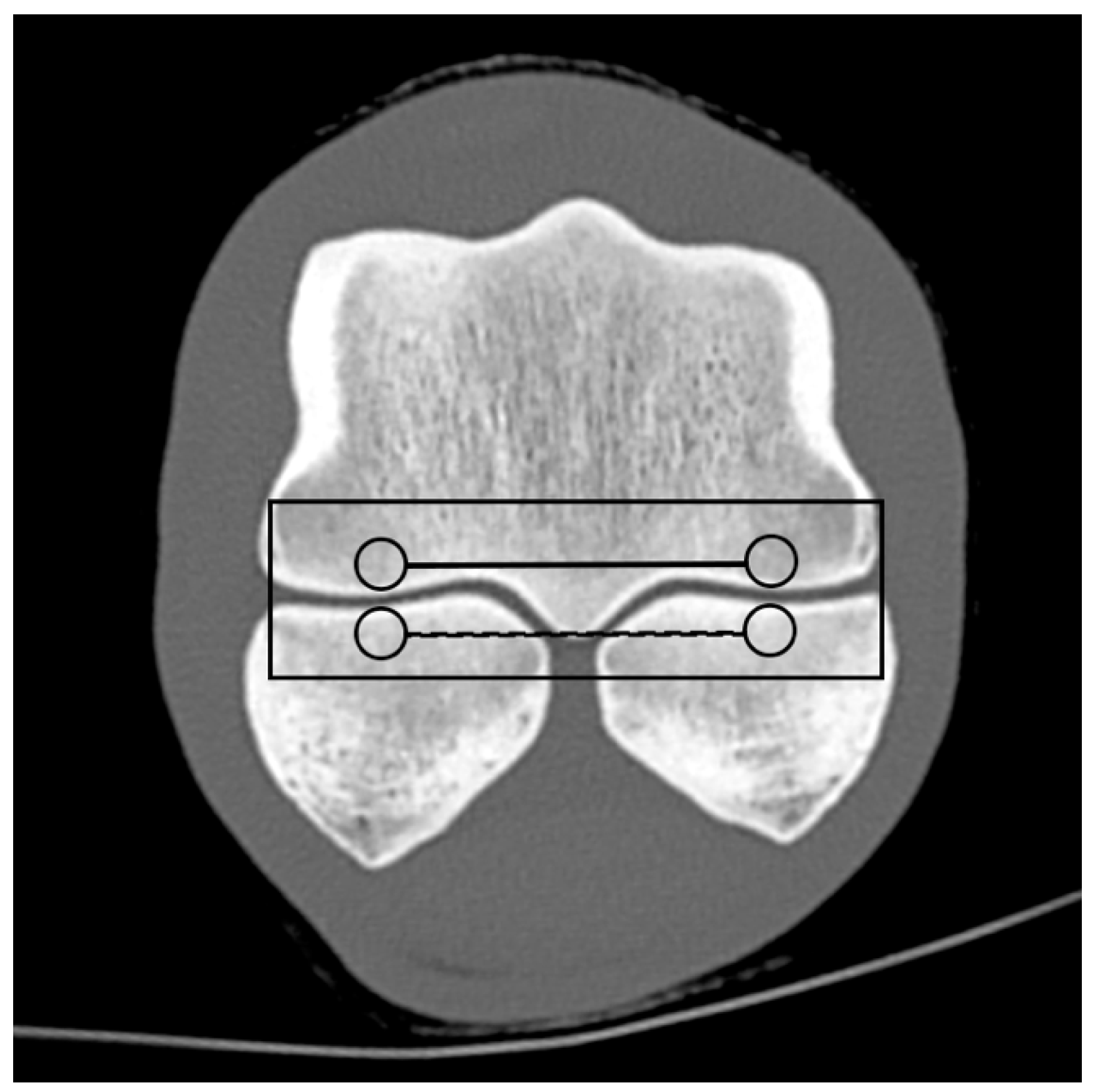Animals 14 01064 g002