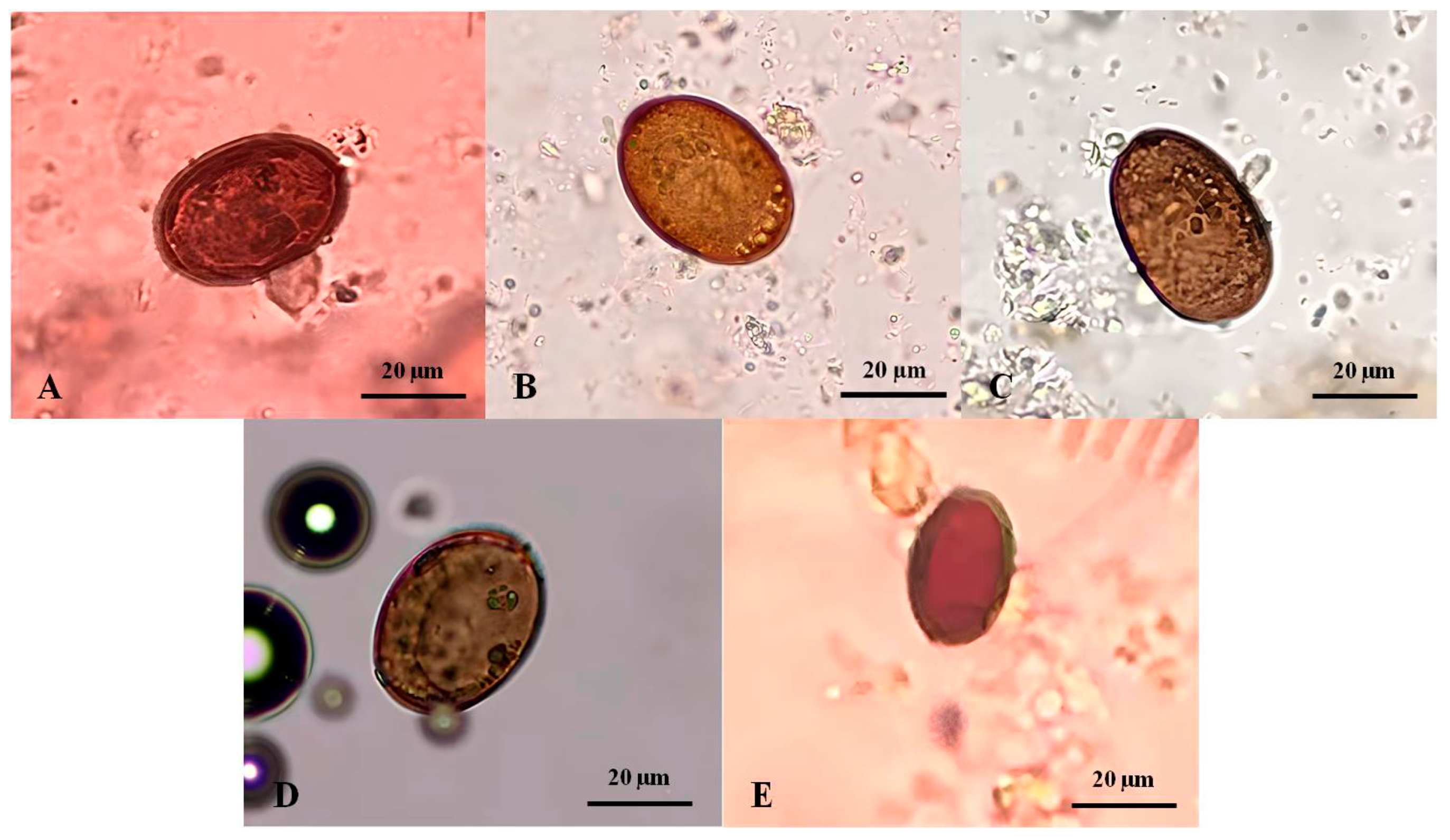 Animals 14 01065 g002