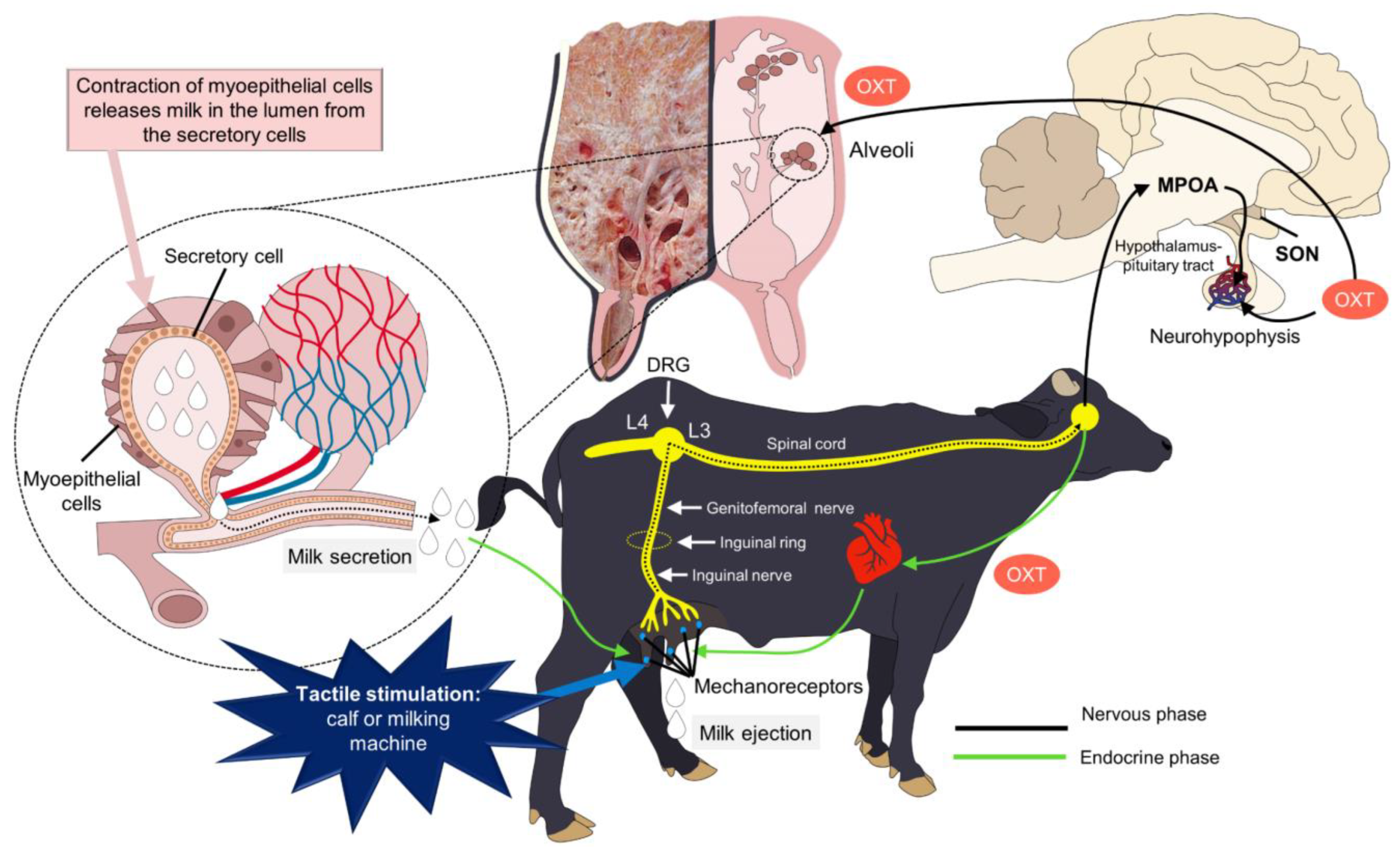 Animals 14 01066 g004