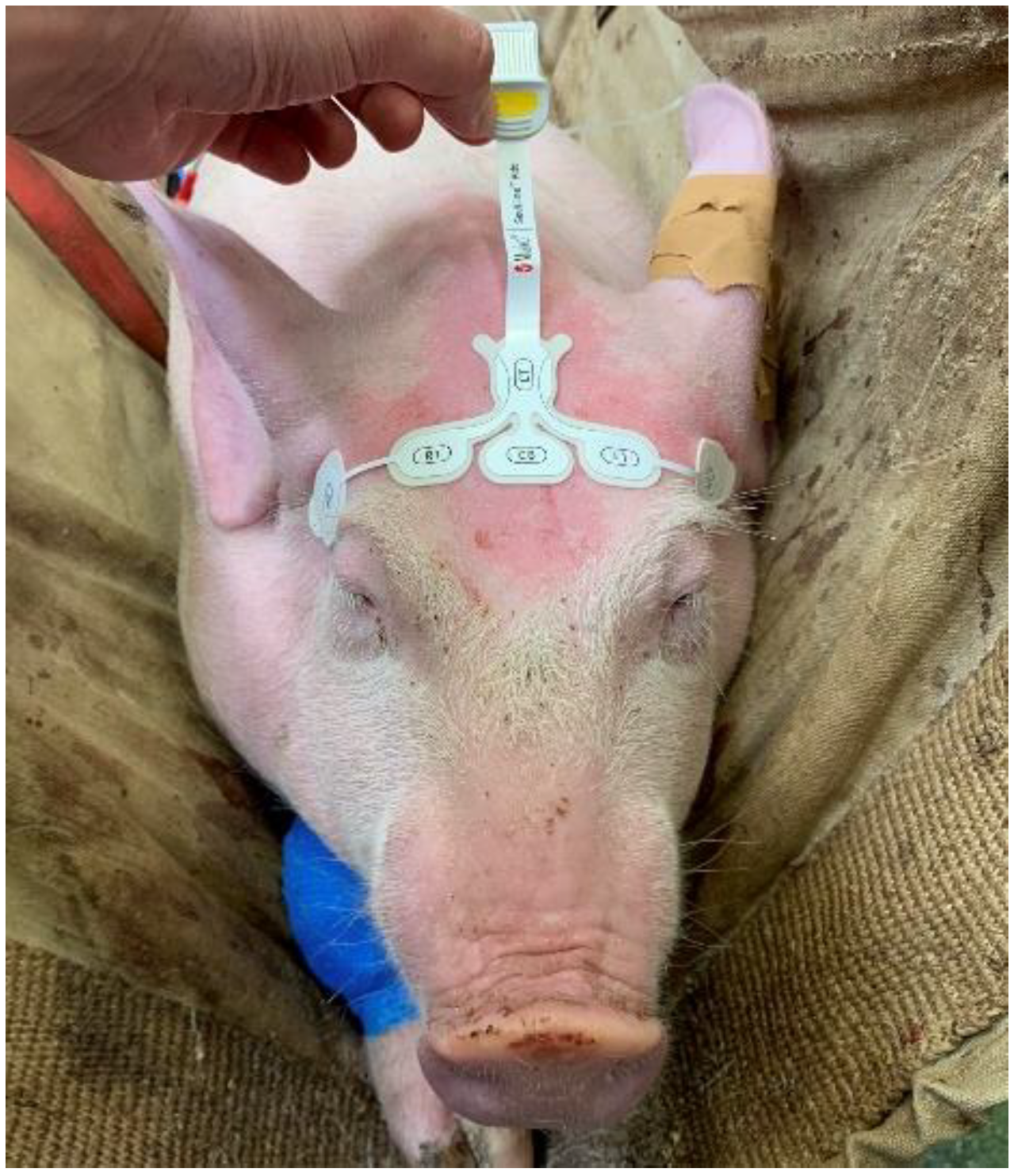 Animals 14 01081 g002