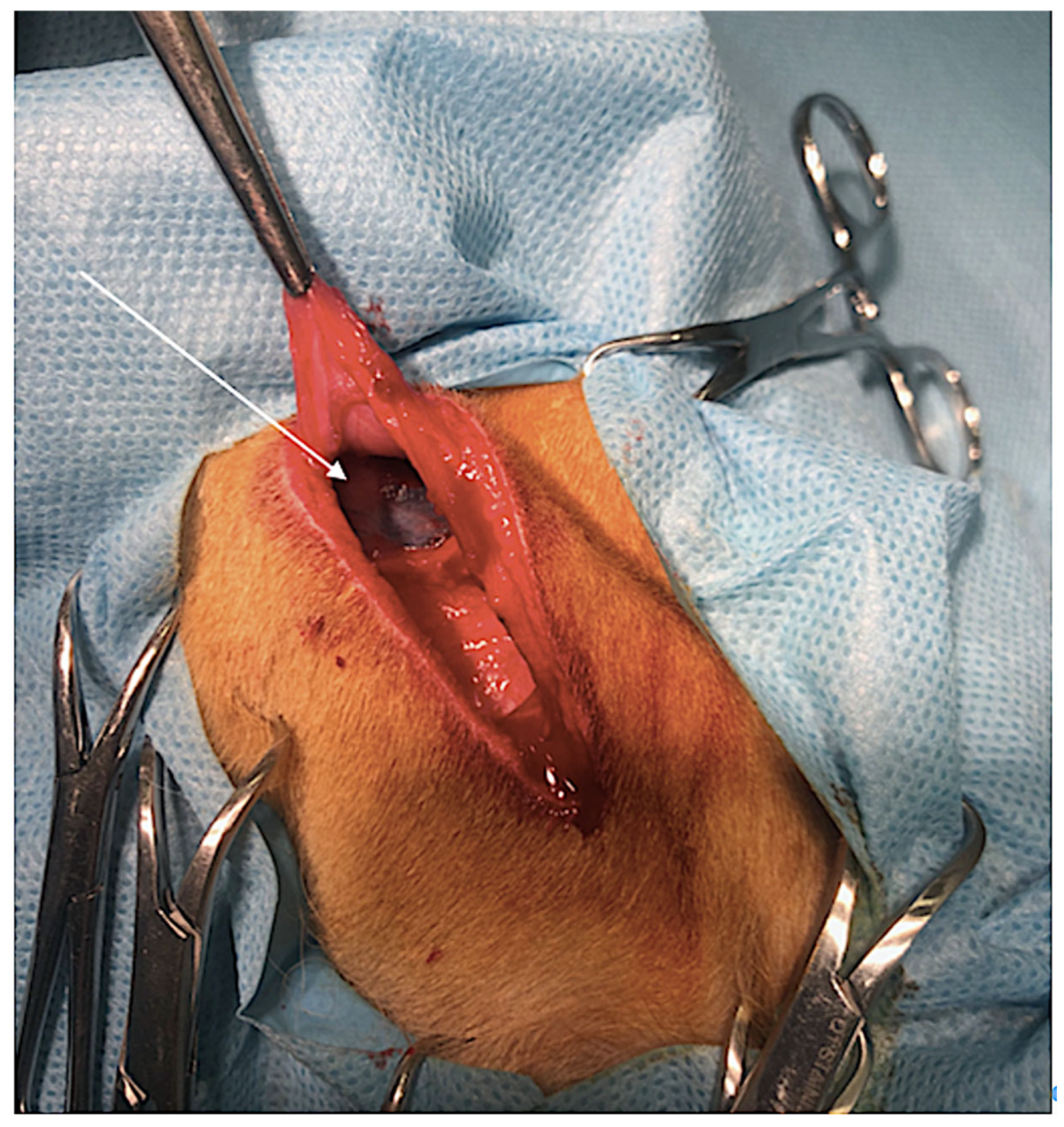 Animals 14 01089 g002