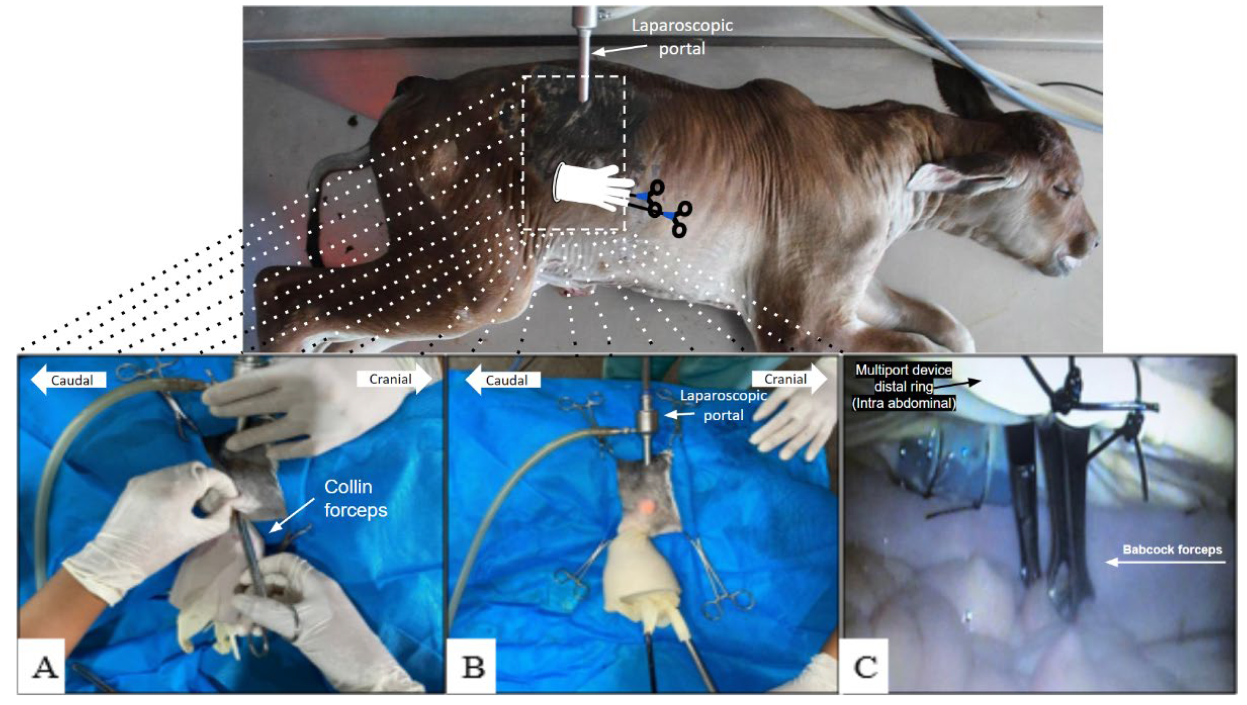 Animals 14 01091 g002