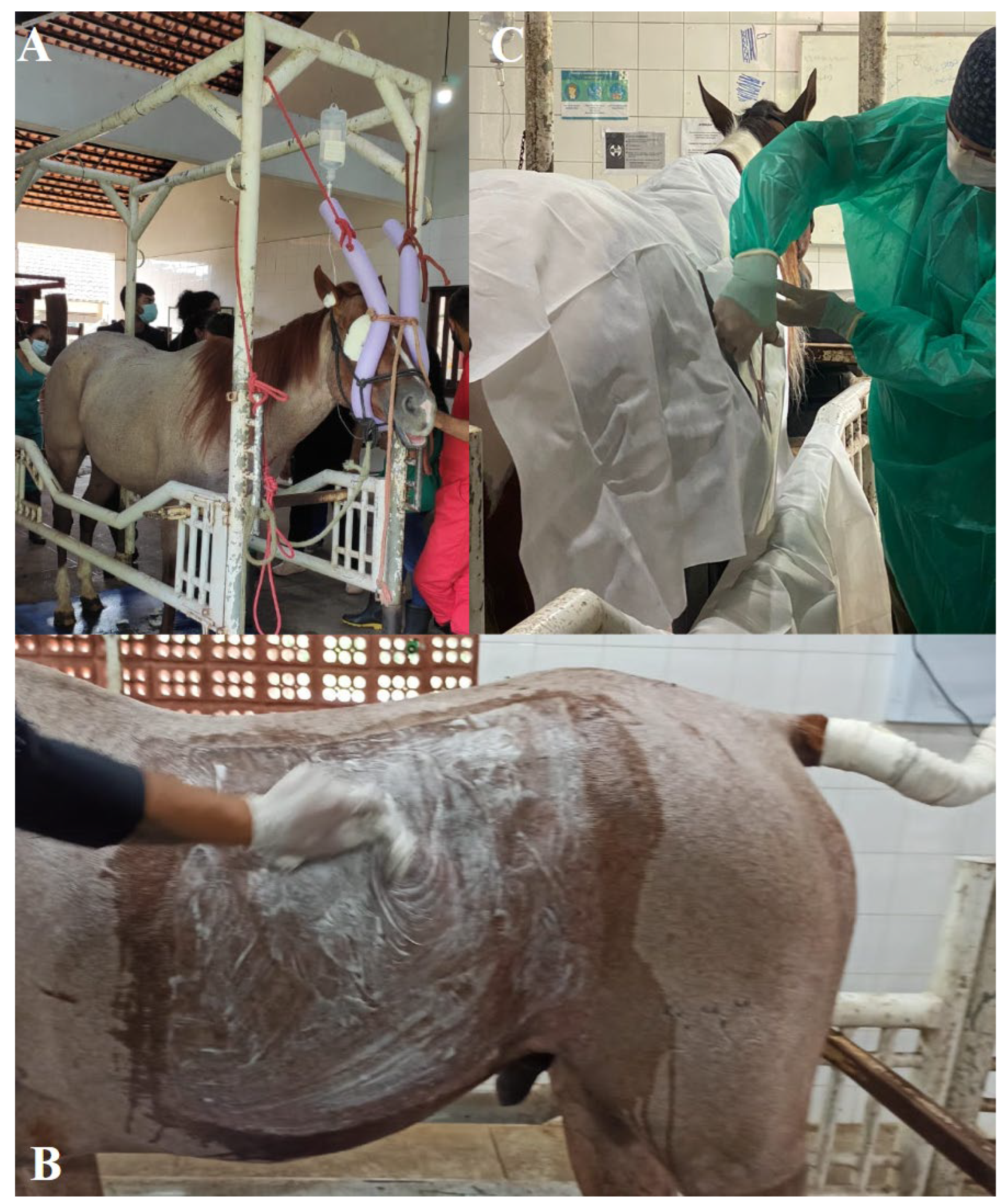 Animals 14 01091 g004