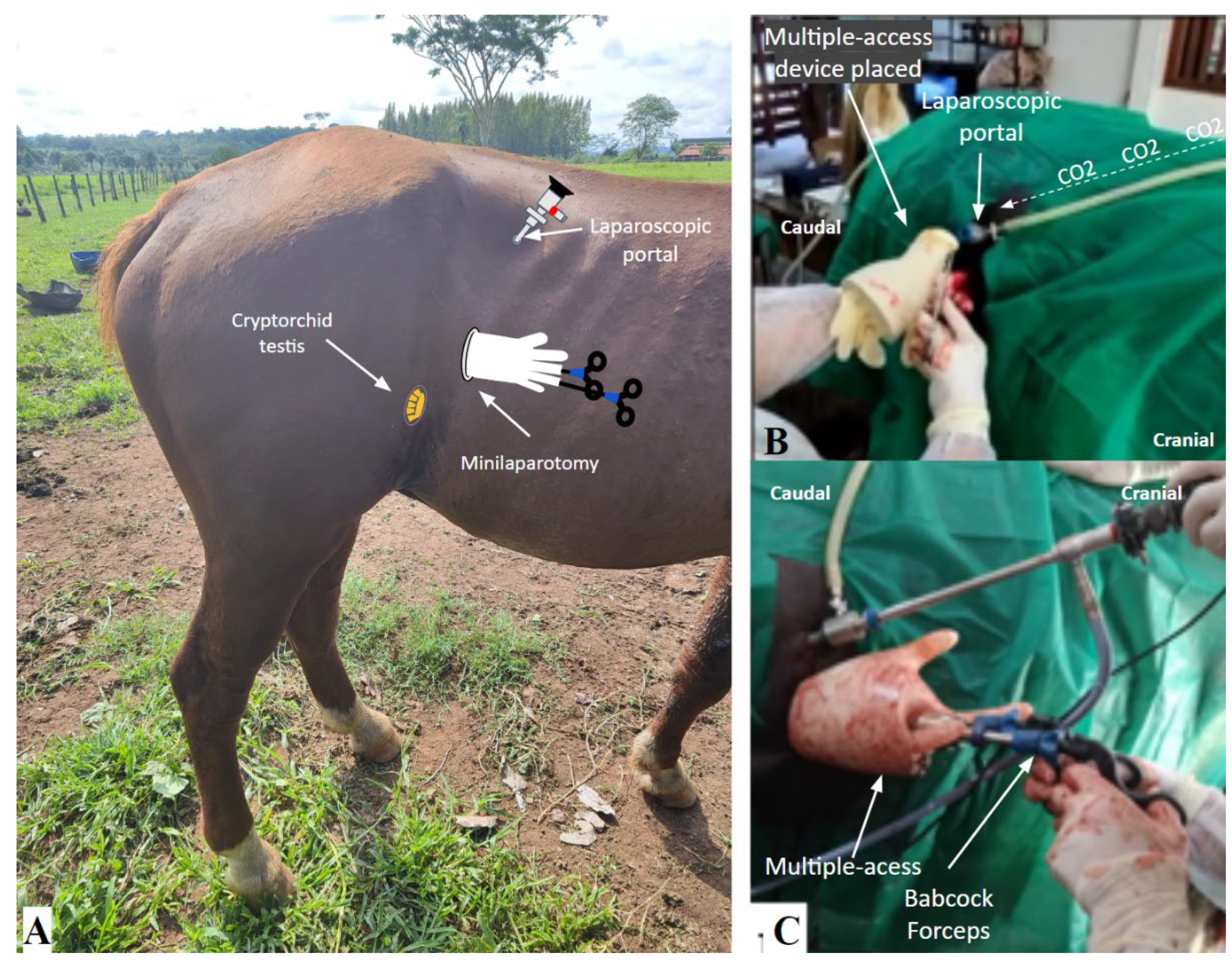 Animals 14 01091 g005