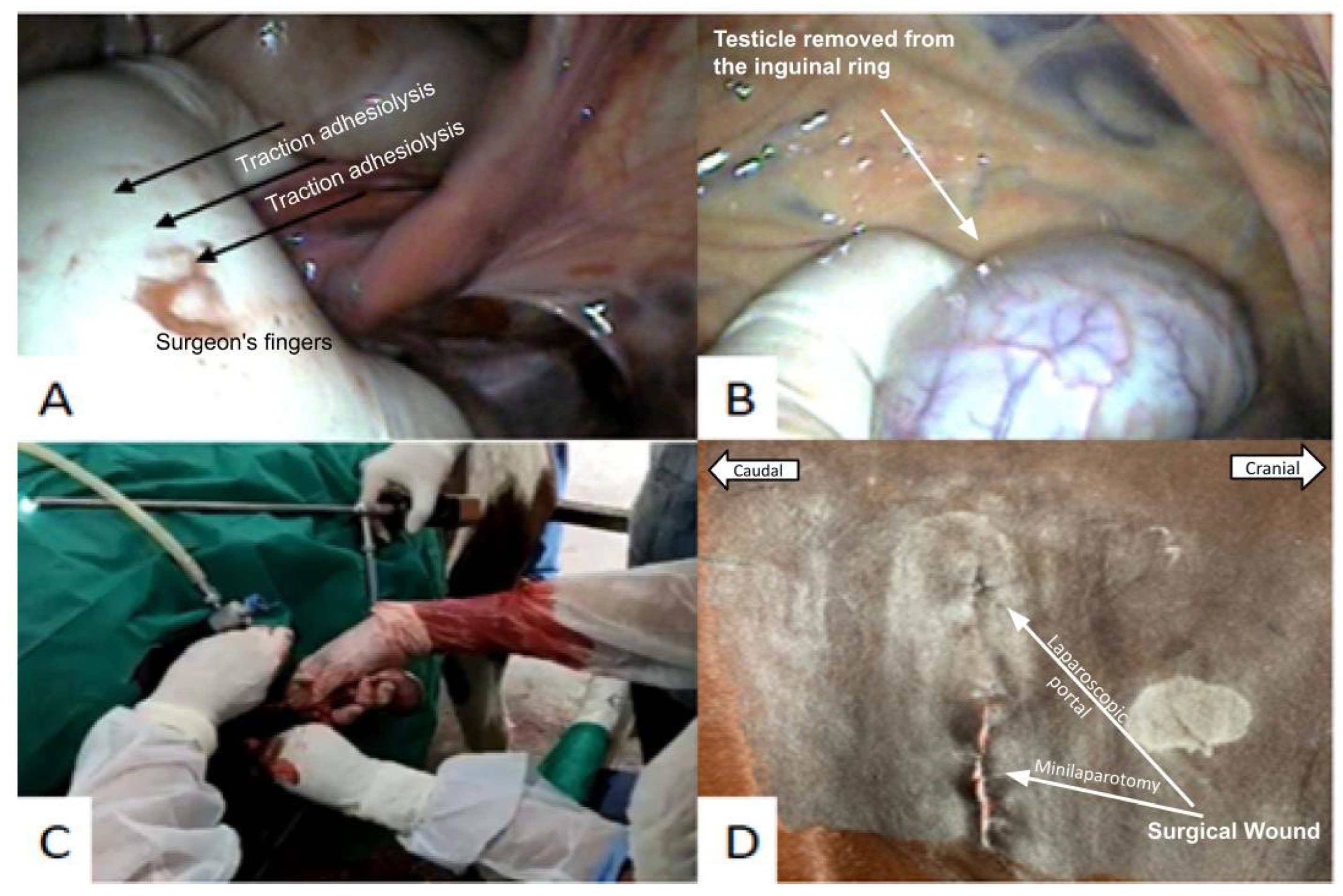 Animals 14 01091 g006