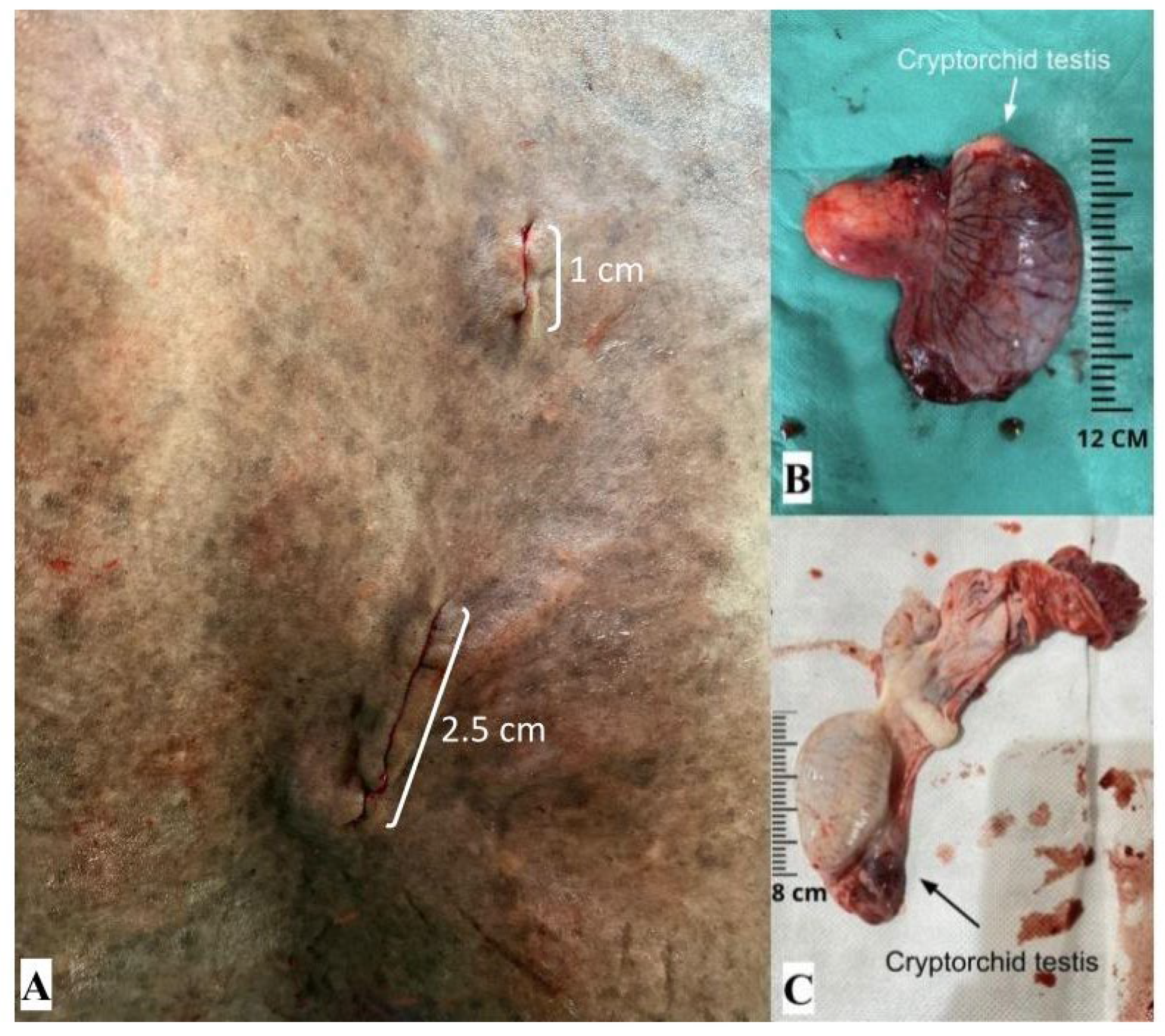 Animals 14 01091 g007