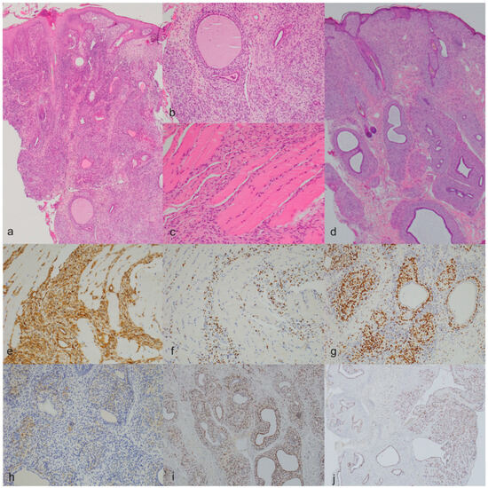 Animals Free FullText Feline Facial Spindle Cell Tumors in 29 Cats