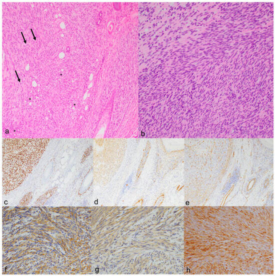 Animals Free FullText Feline Facial Spindle Cell Tumors in 29 Cats