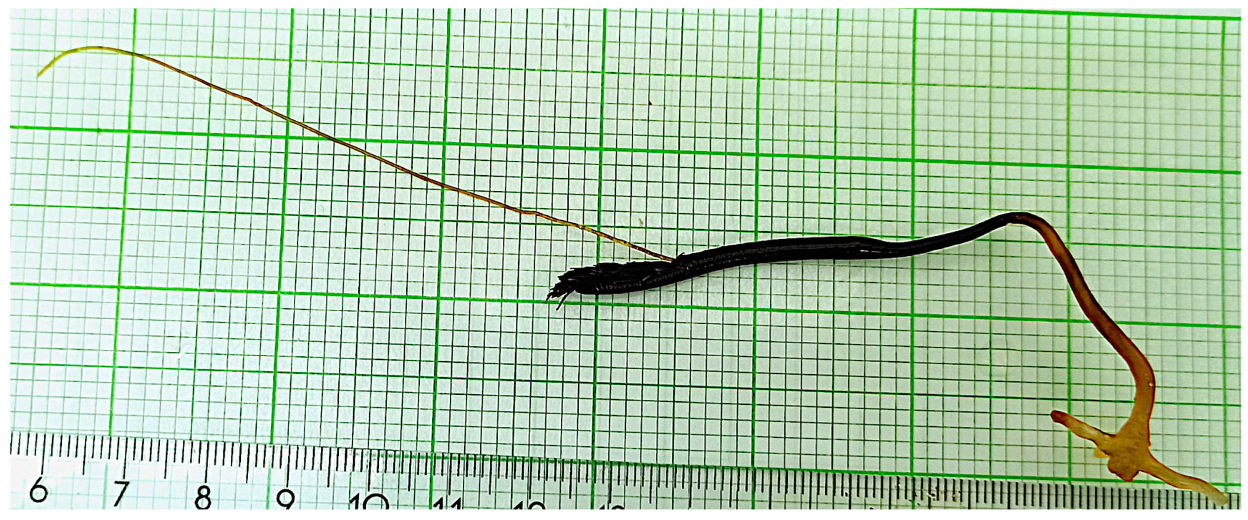 Animals 14 01107 g002