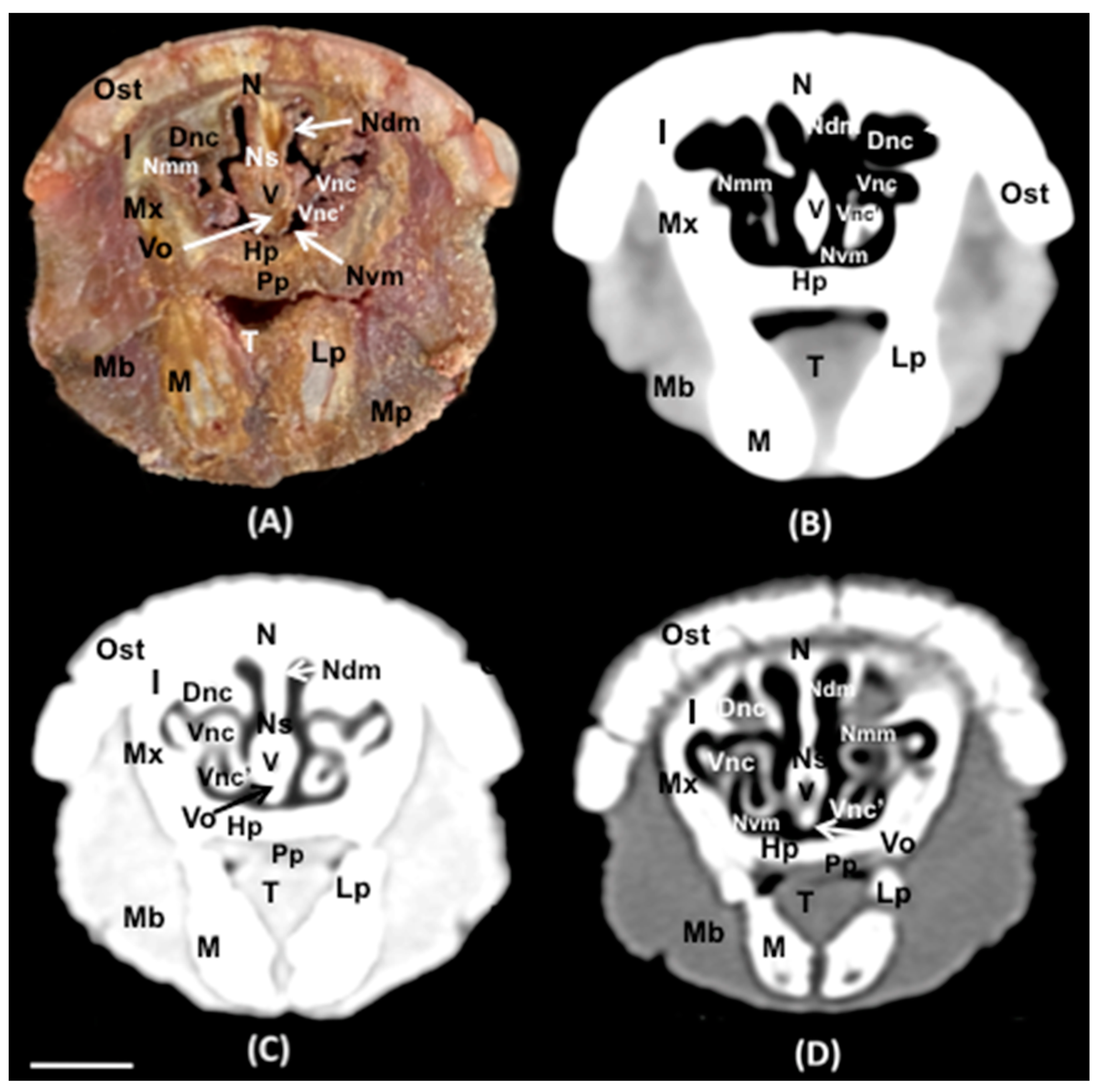Animals 14 01135 g007
