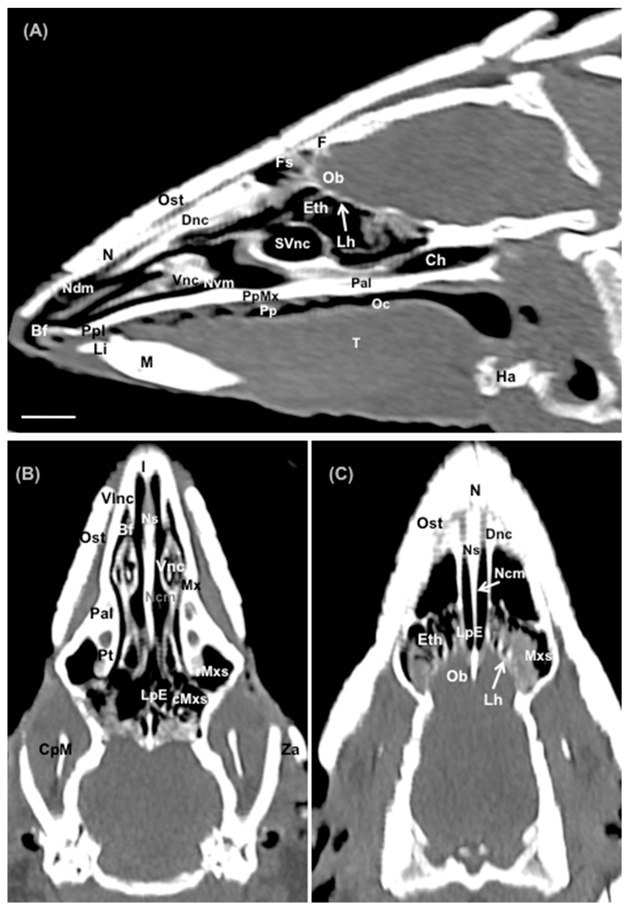 Animals 14 01135 g010