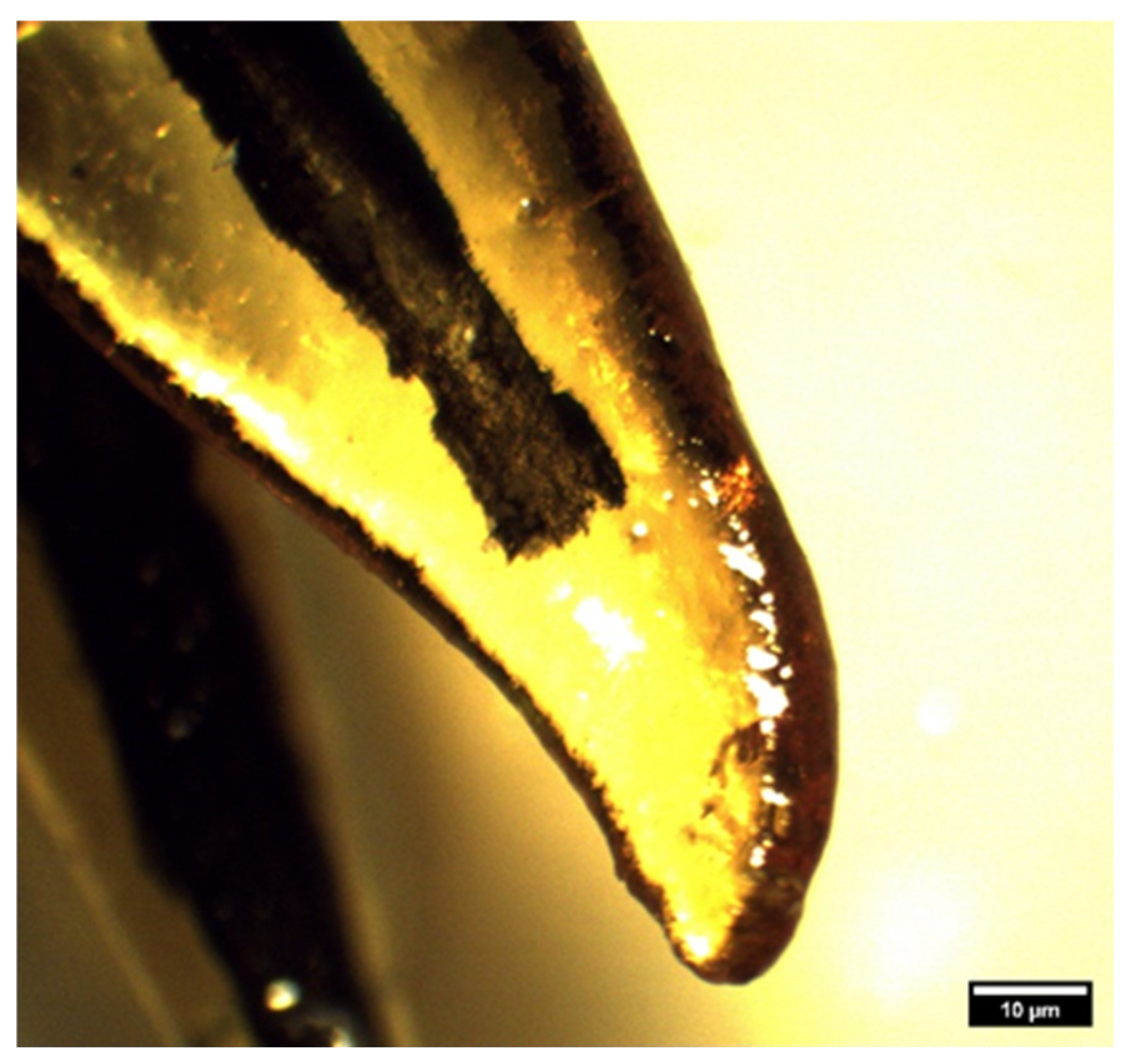 Animals 14 01138 g002