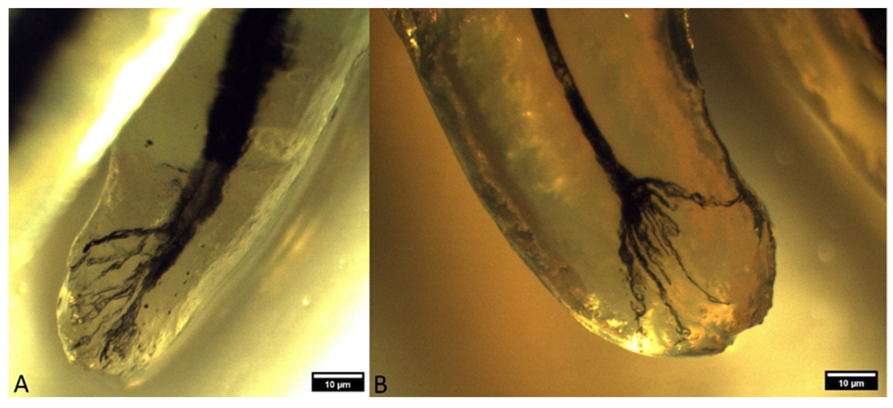 Animals 14 01138 g003