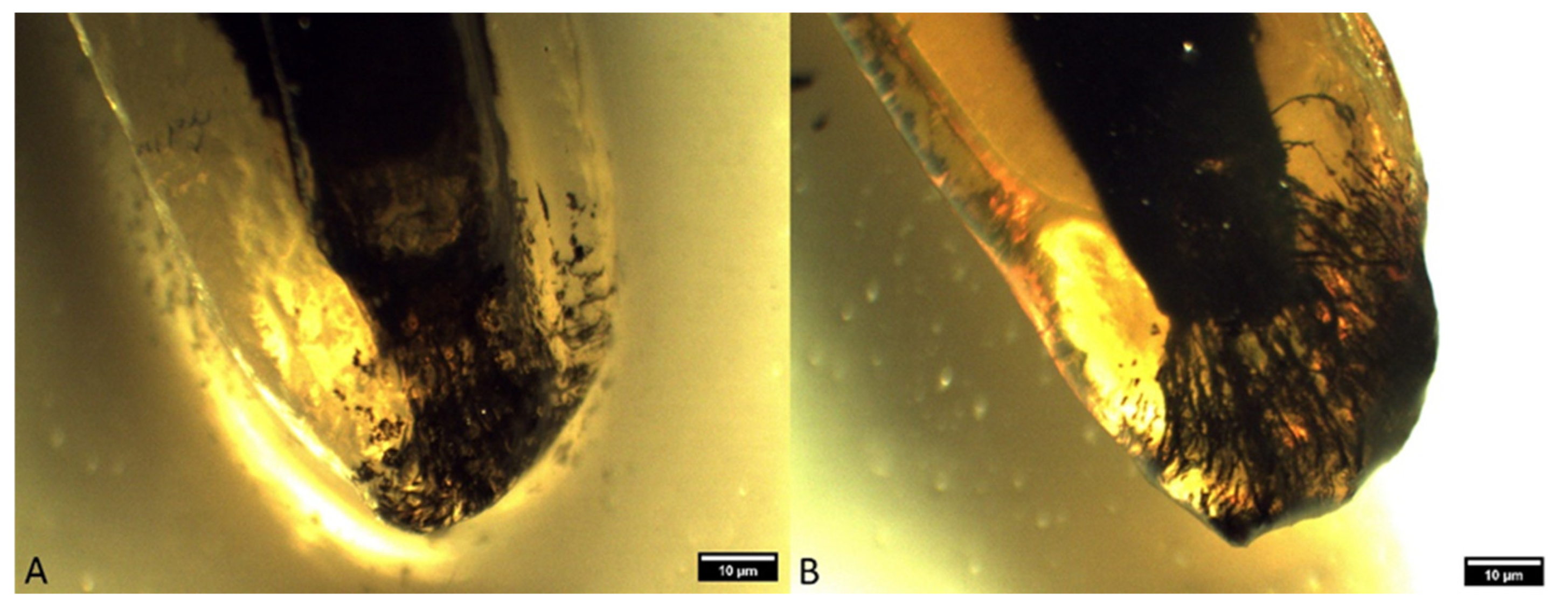 Animals 14 01138 g007