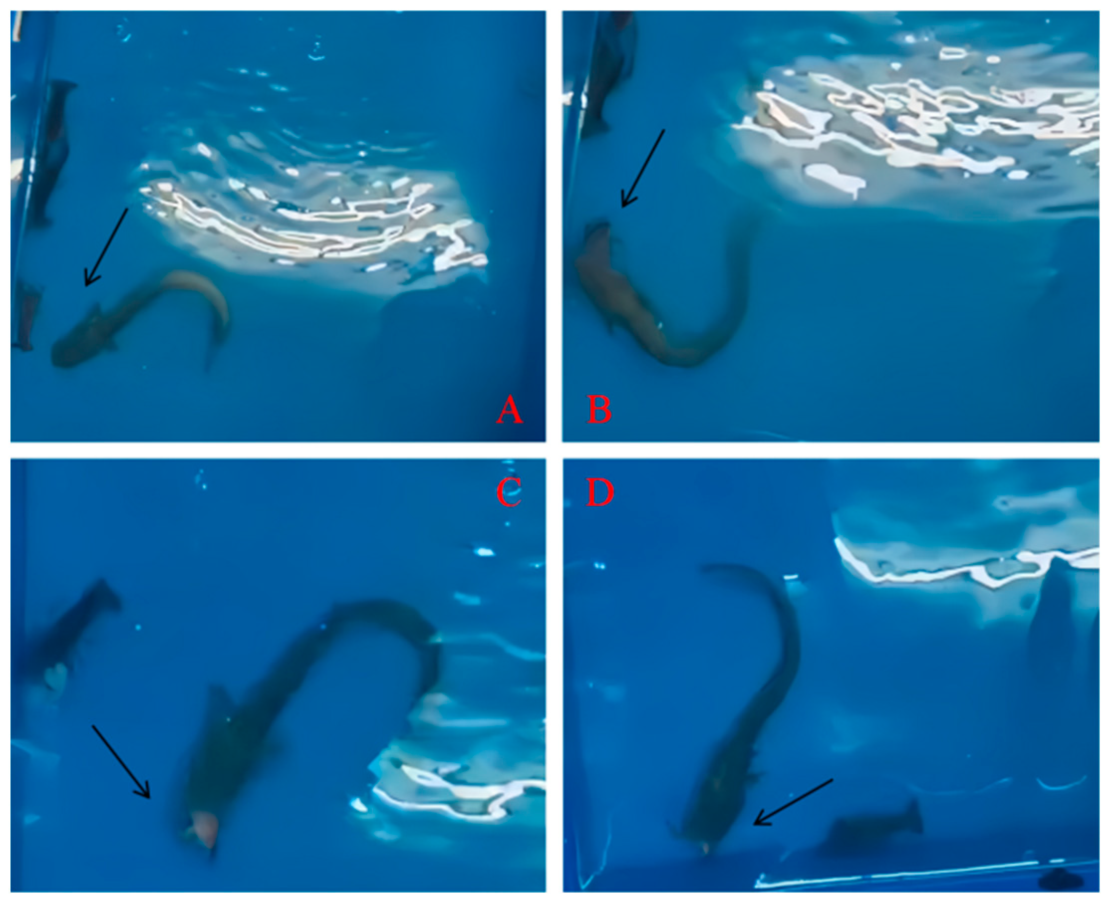 Animals 14 01147 g002 Animals 14 01147 g002