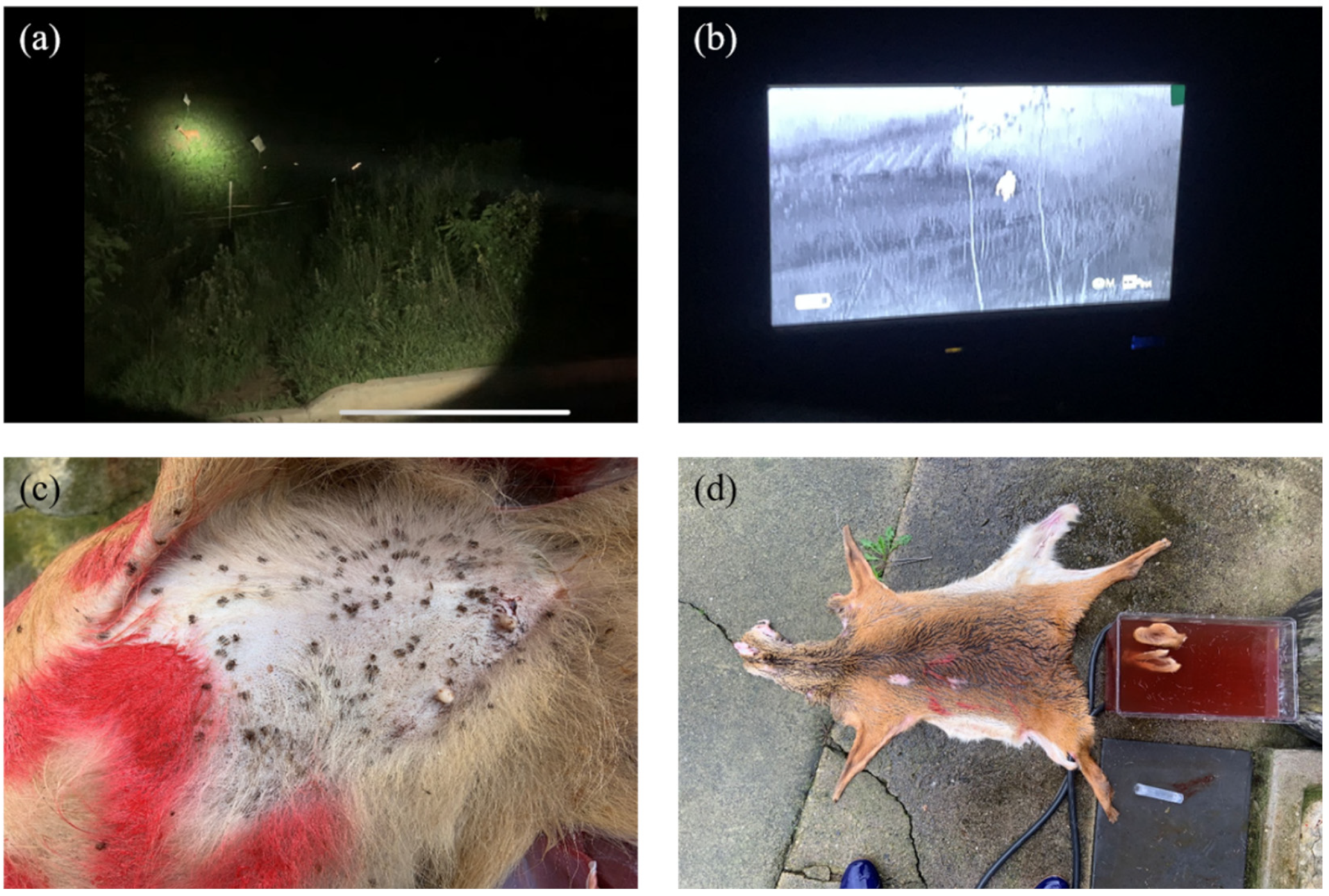 Animals 14 01153 g002