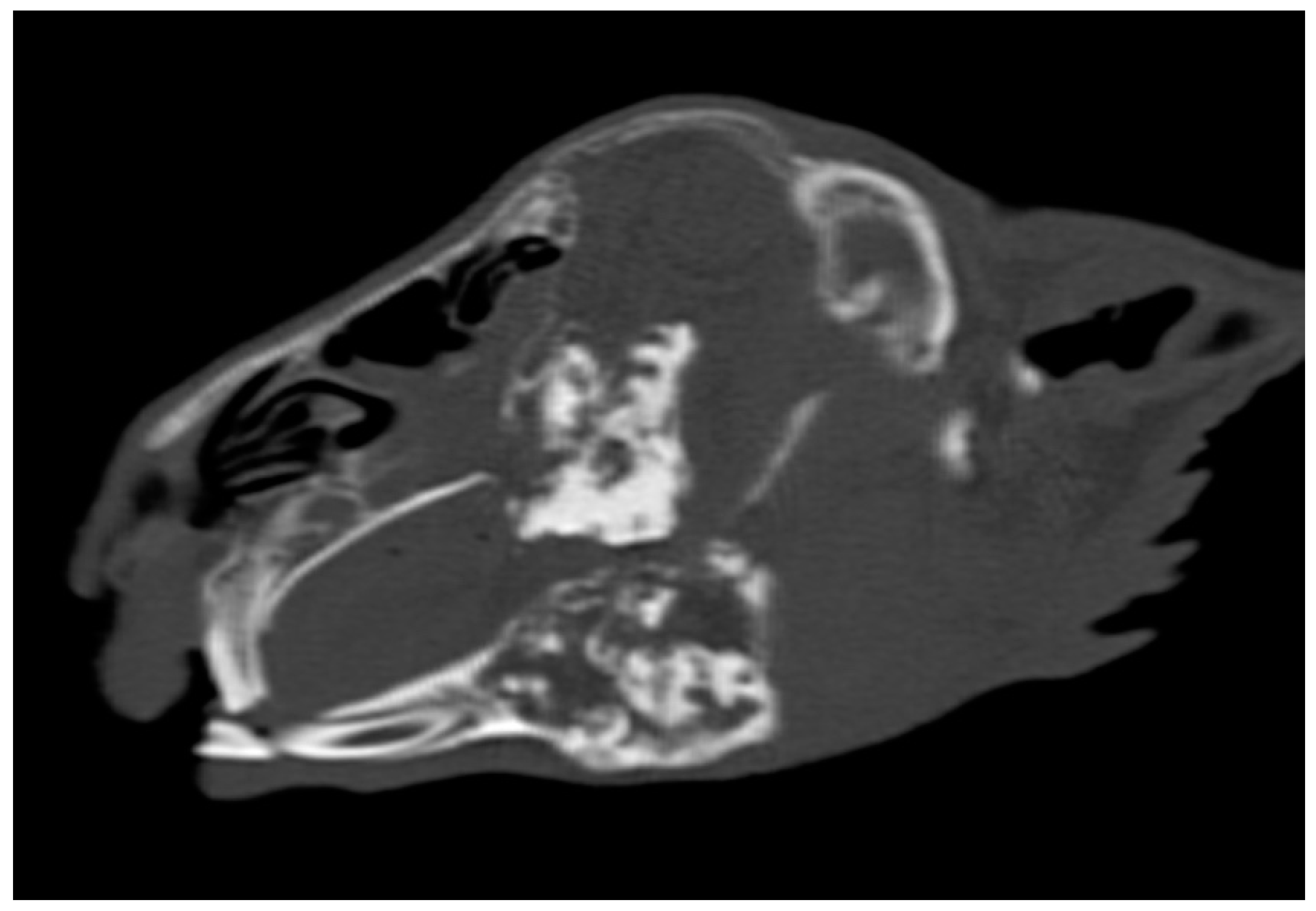 Animals 14 01160 g004