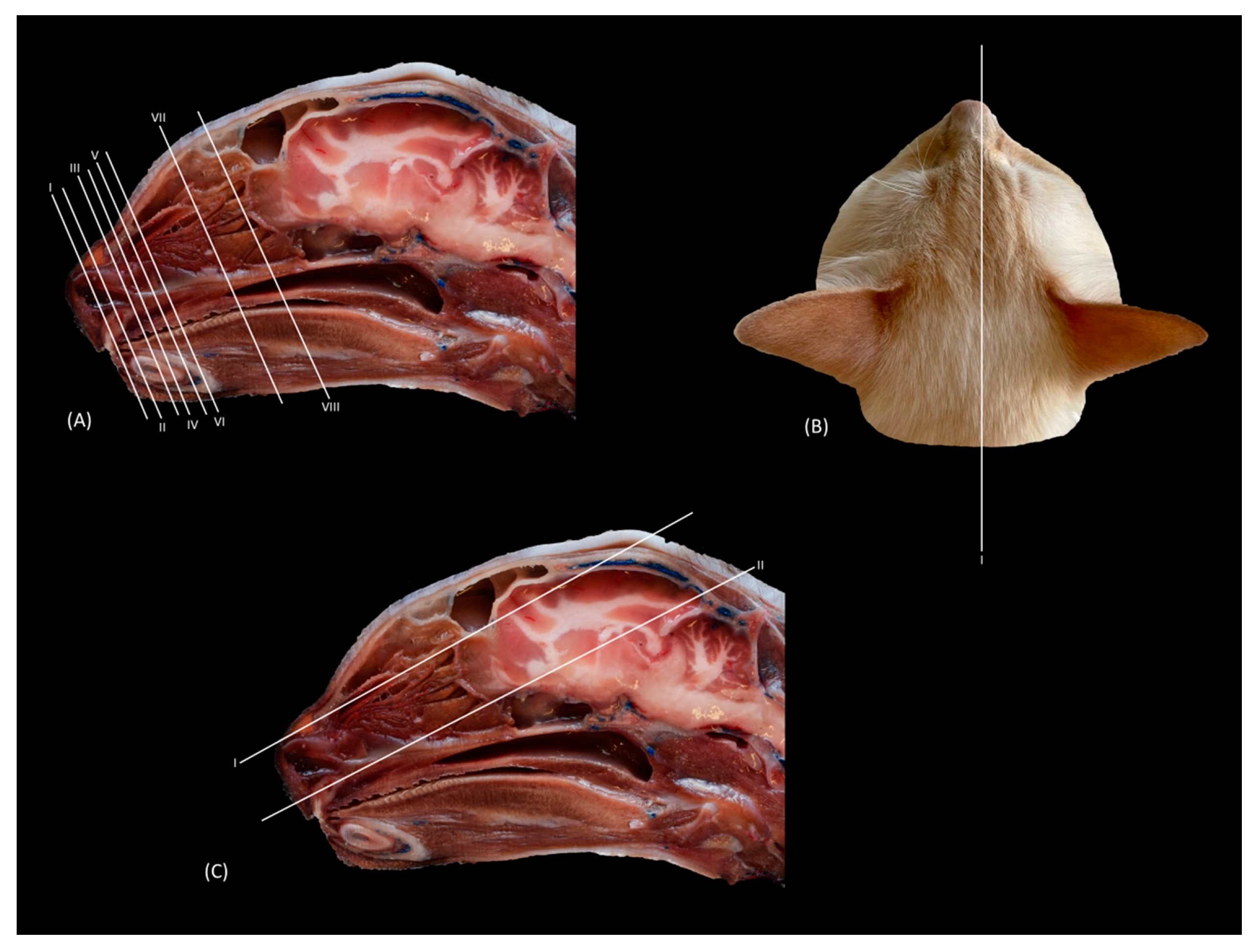 Animals 14 01172 g001