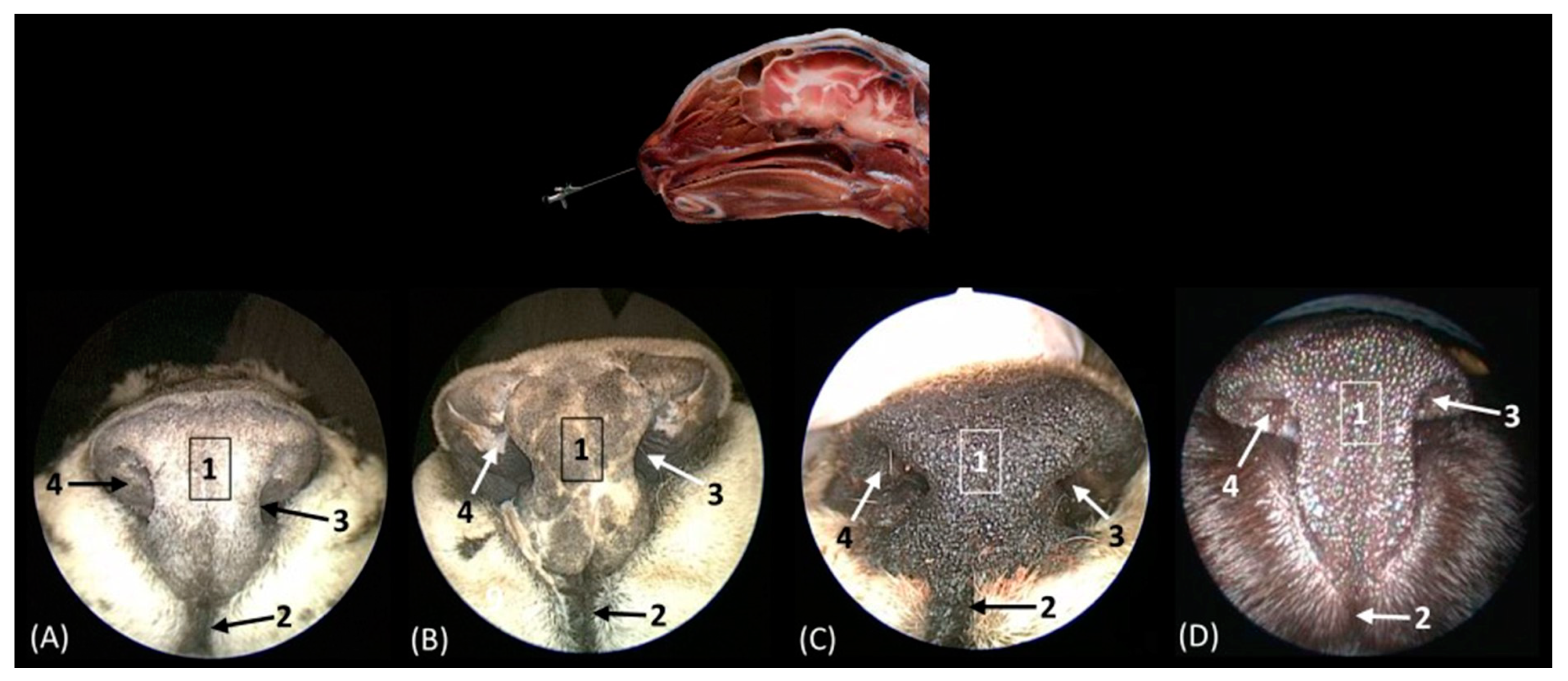 Animals 14 01172 g013