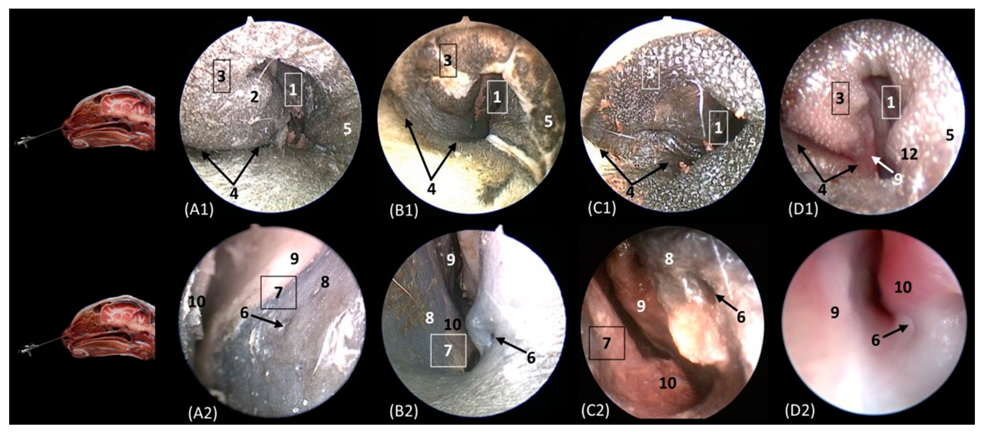 Animals 14 01172 g014