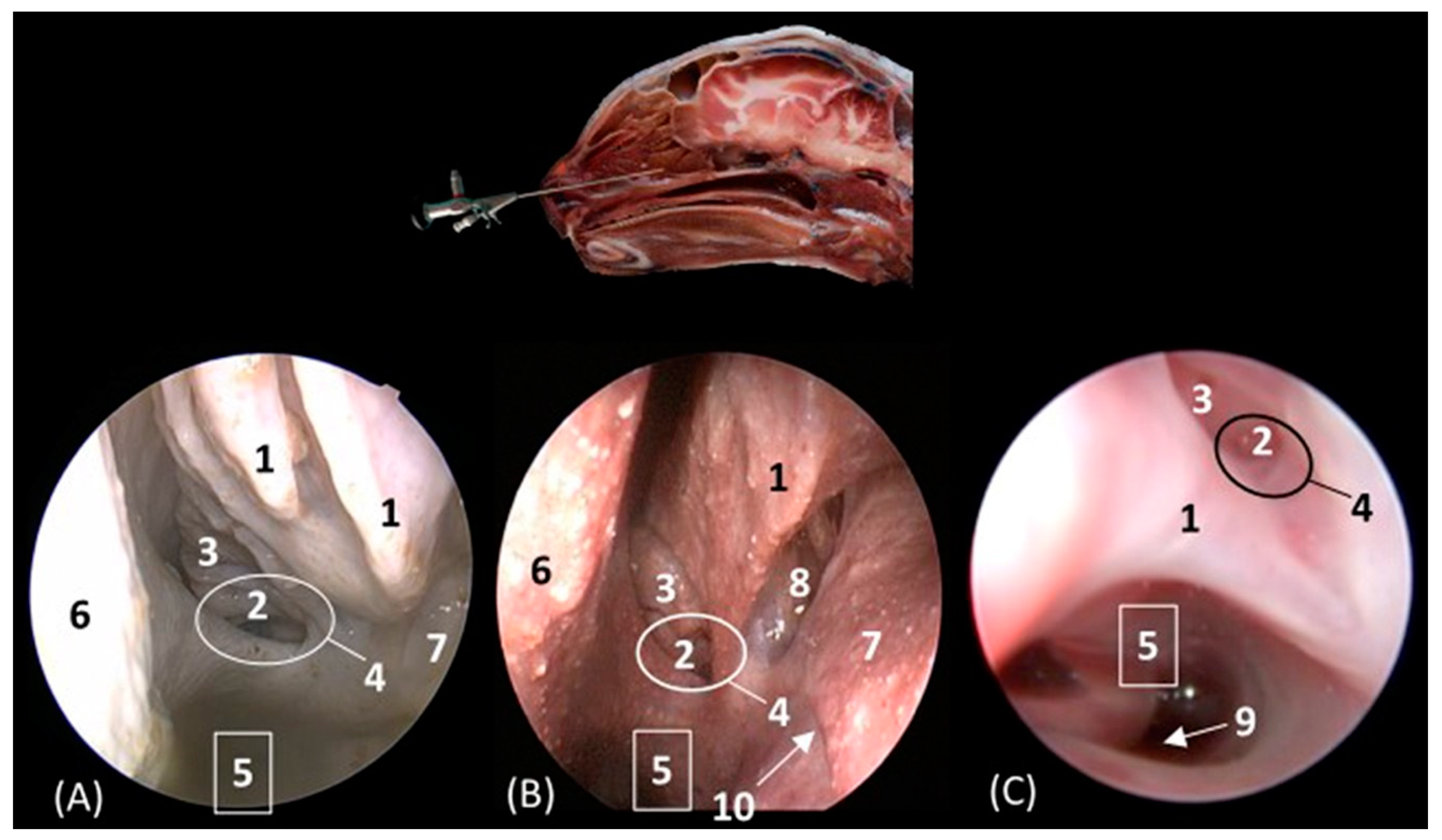 Animals 14 01172 g016