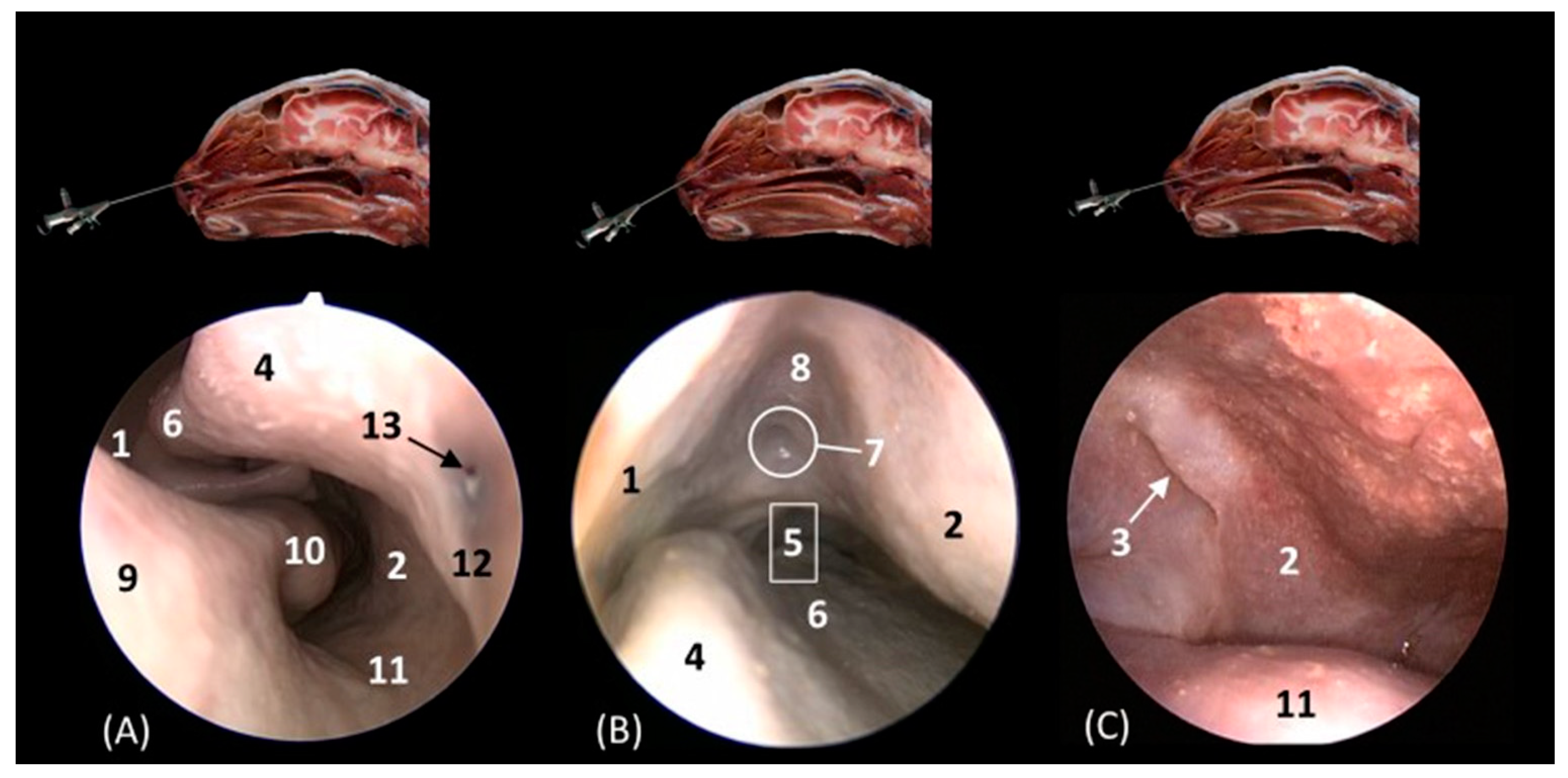 Animals 14 01172 g017