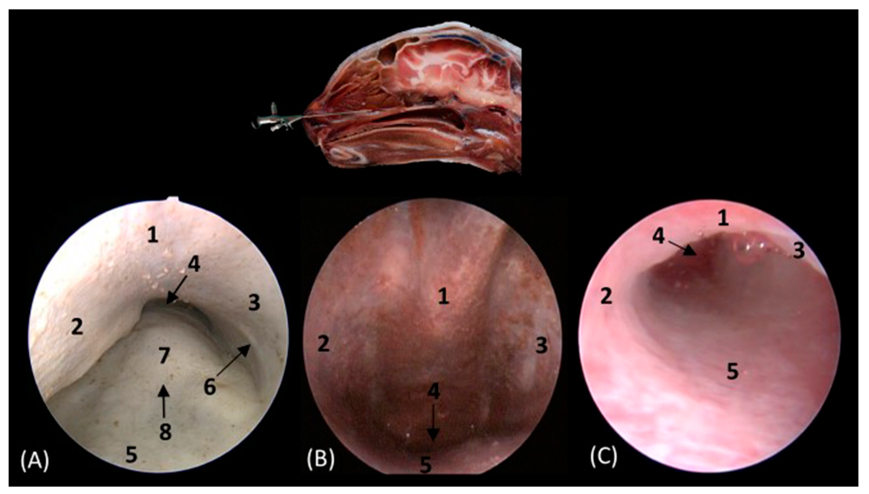 Animals 14 01172 g018