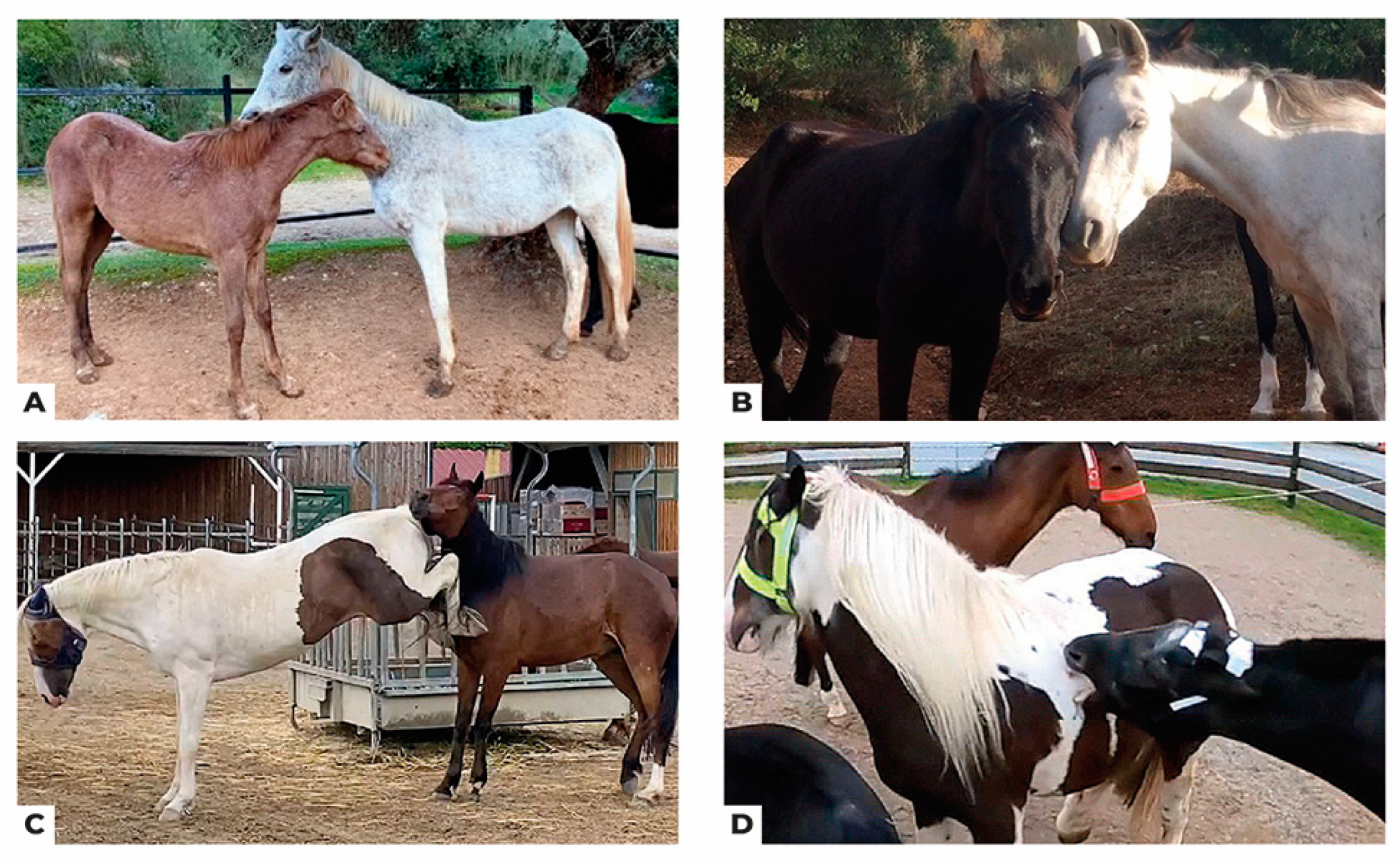 Animals 14 01179 g001