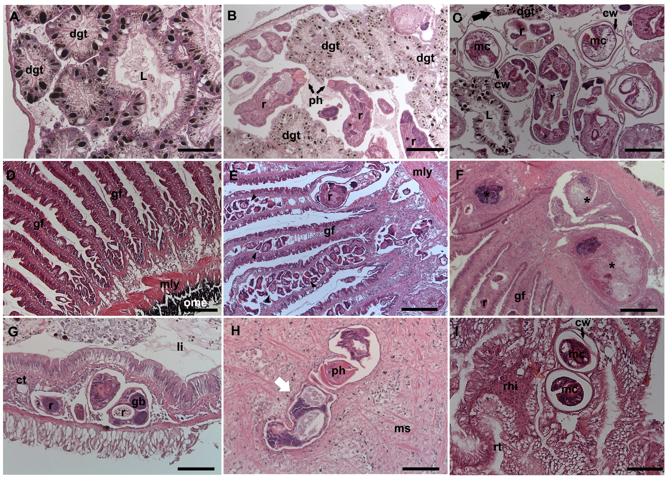 Animals 14 01191 g004 Animals 14 01191 g004