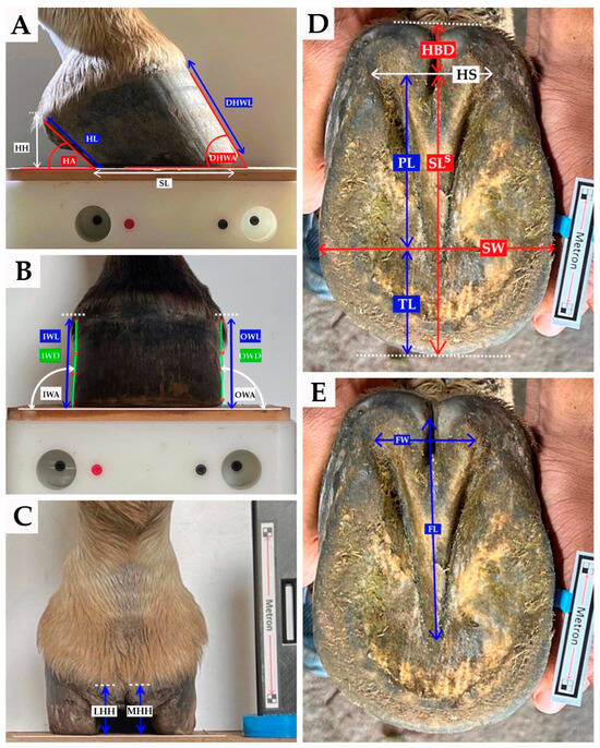 Animals Free FullText External Hoof Measurements of Untrimmed and